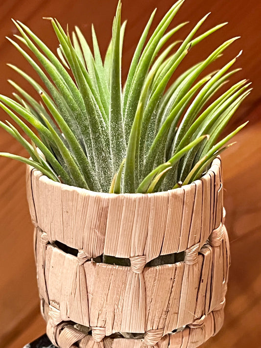 Basket with Assorted Air Plant