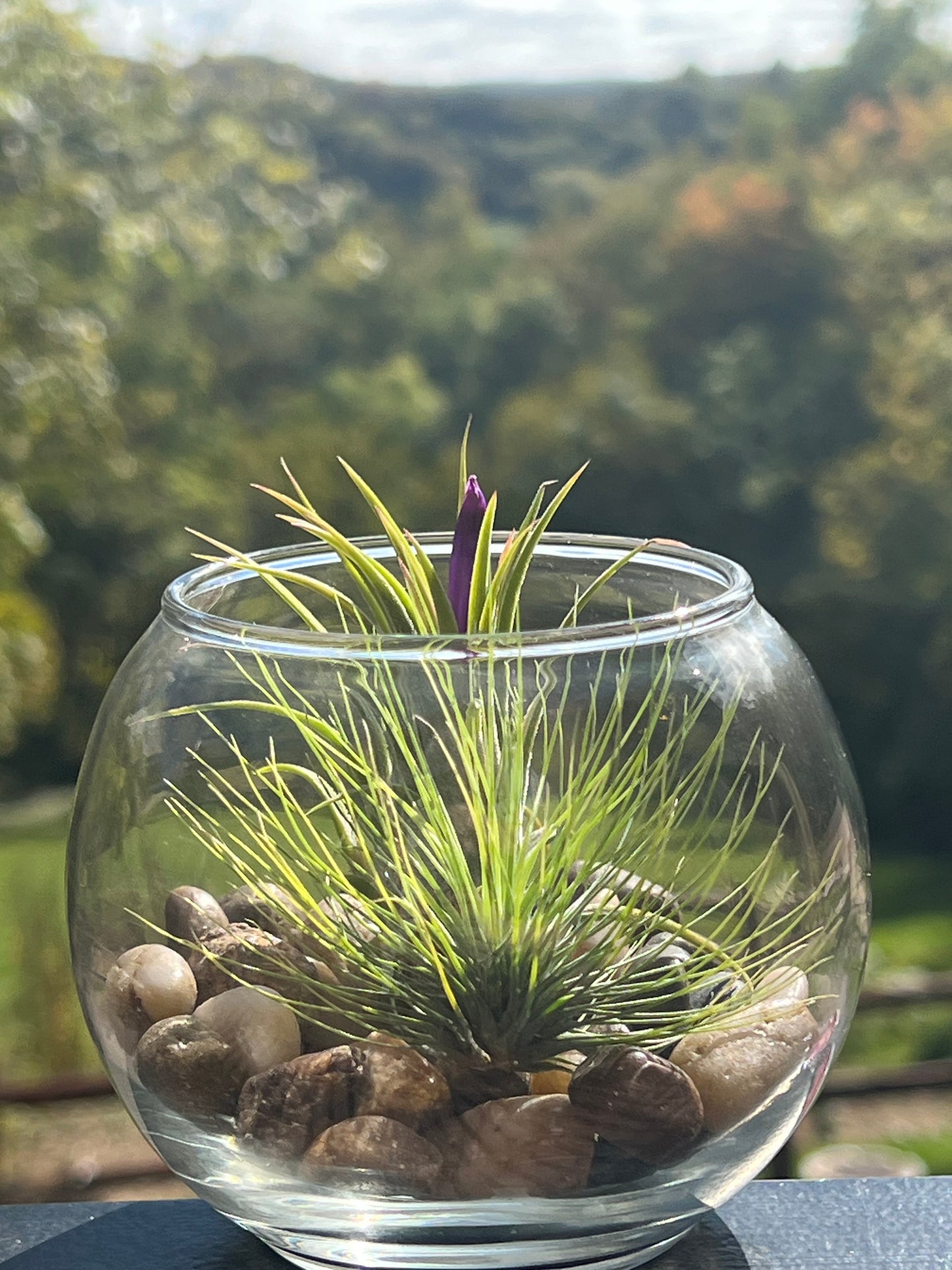 Terrarium Kit