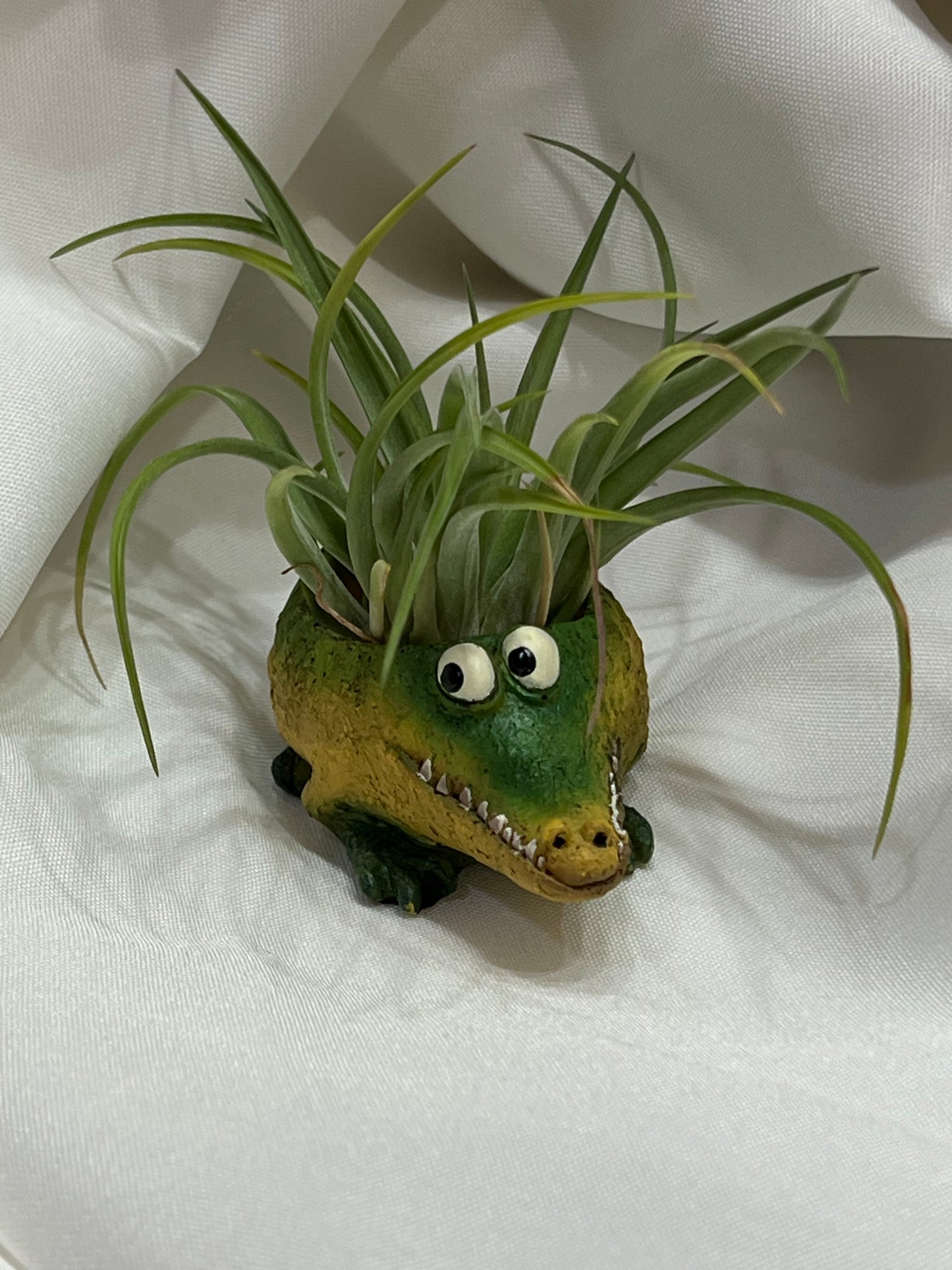 Alligator Blobhouse with Air Plant