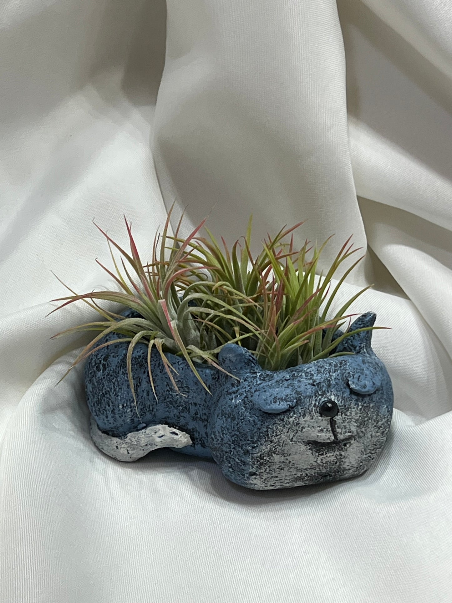 Cat Blobhouse With Air Plant