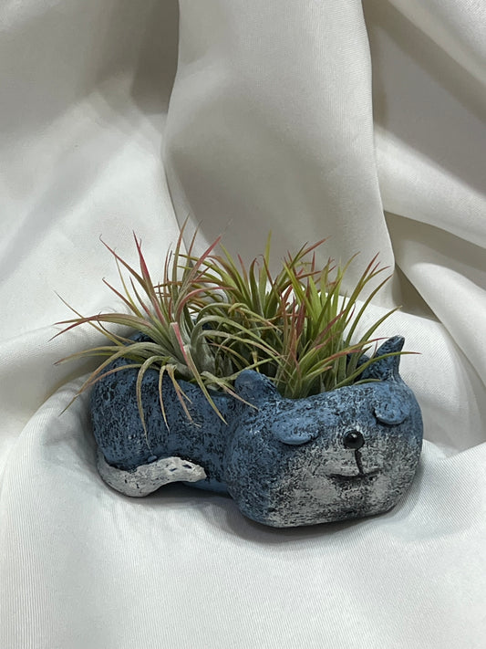 Cat Blobhouse With Air Plant