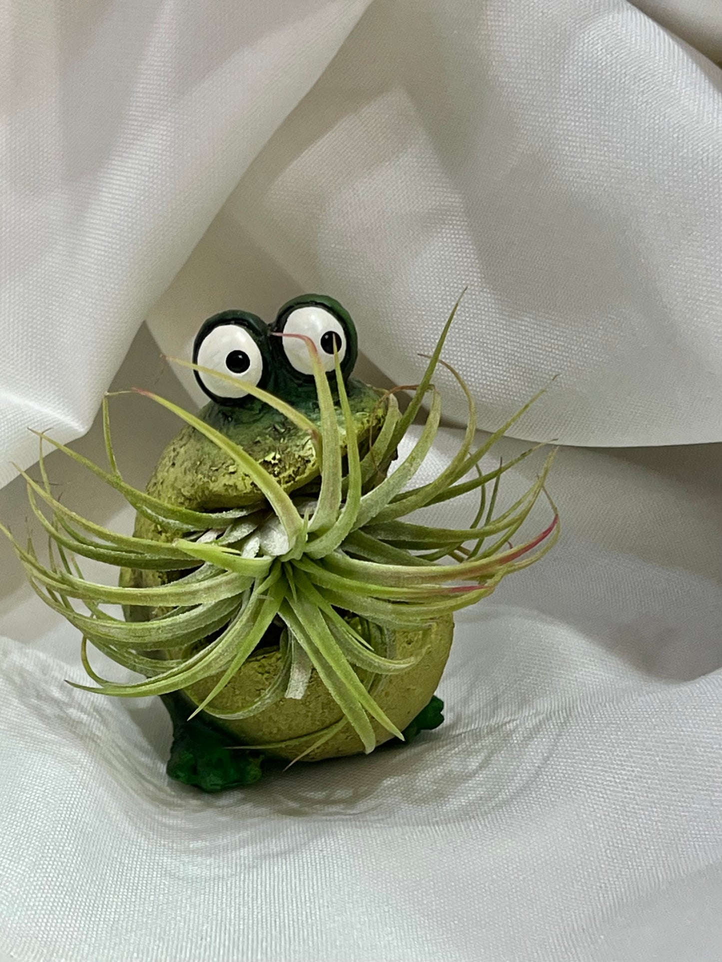 Frog Blobhouse with Air Plant