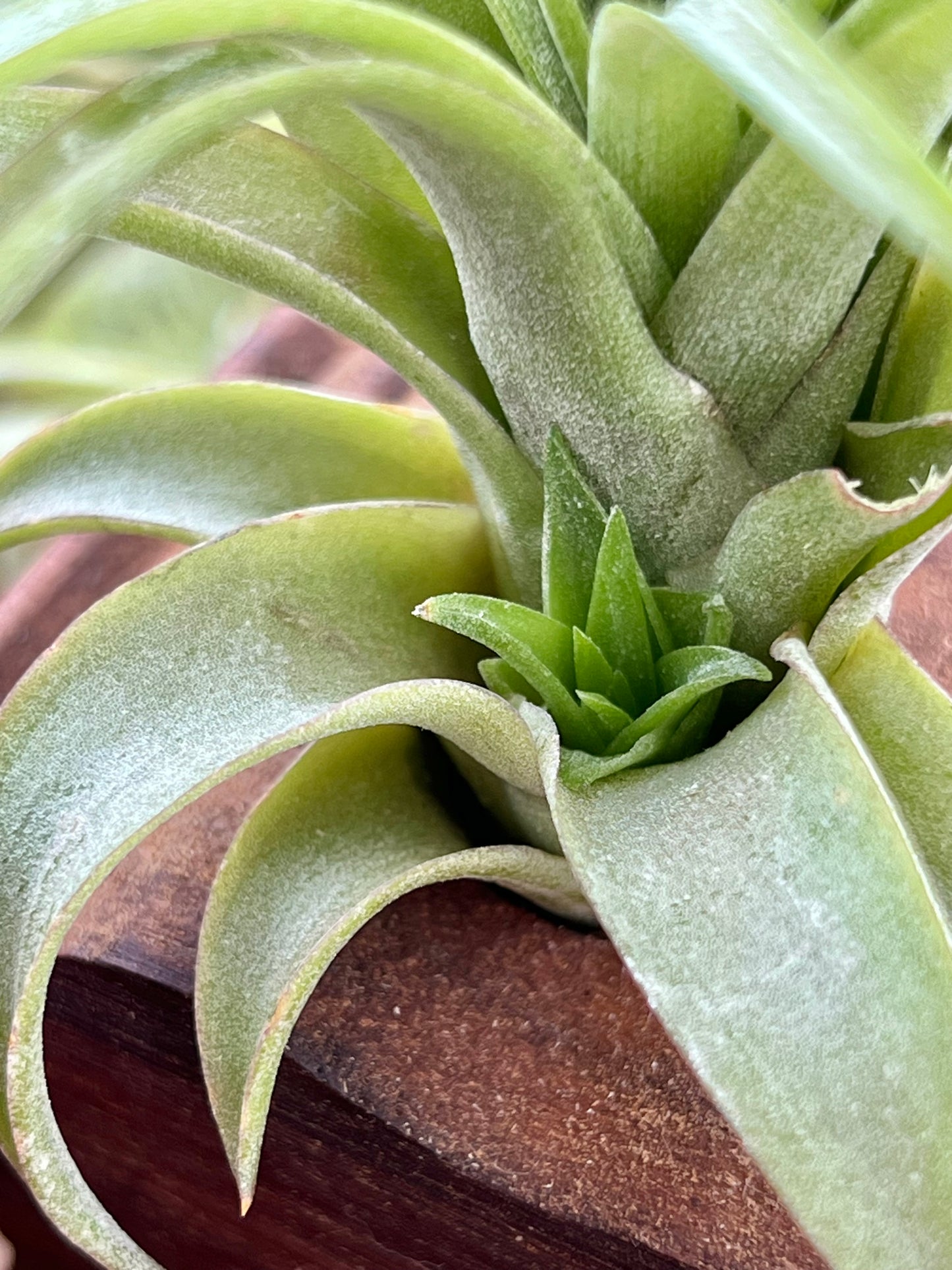 Green Abdita Air Plant