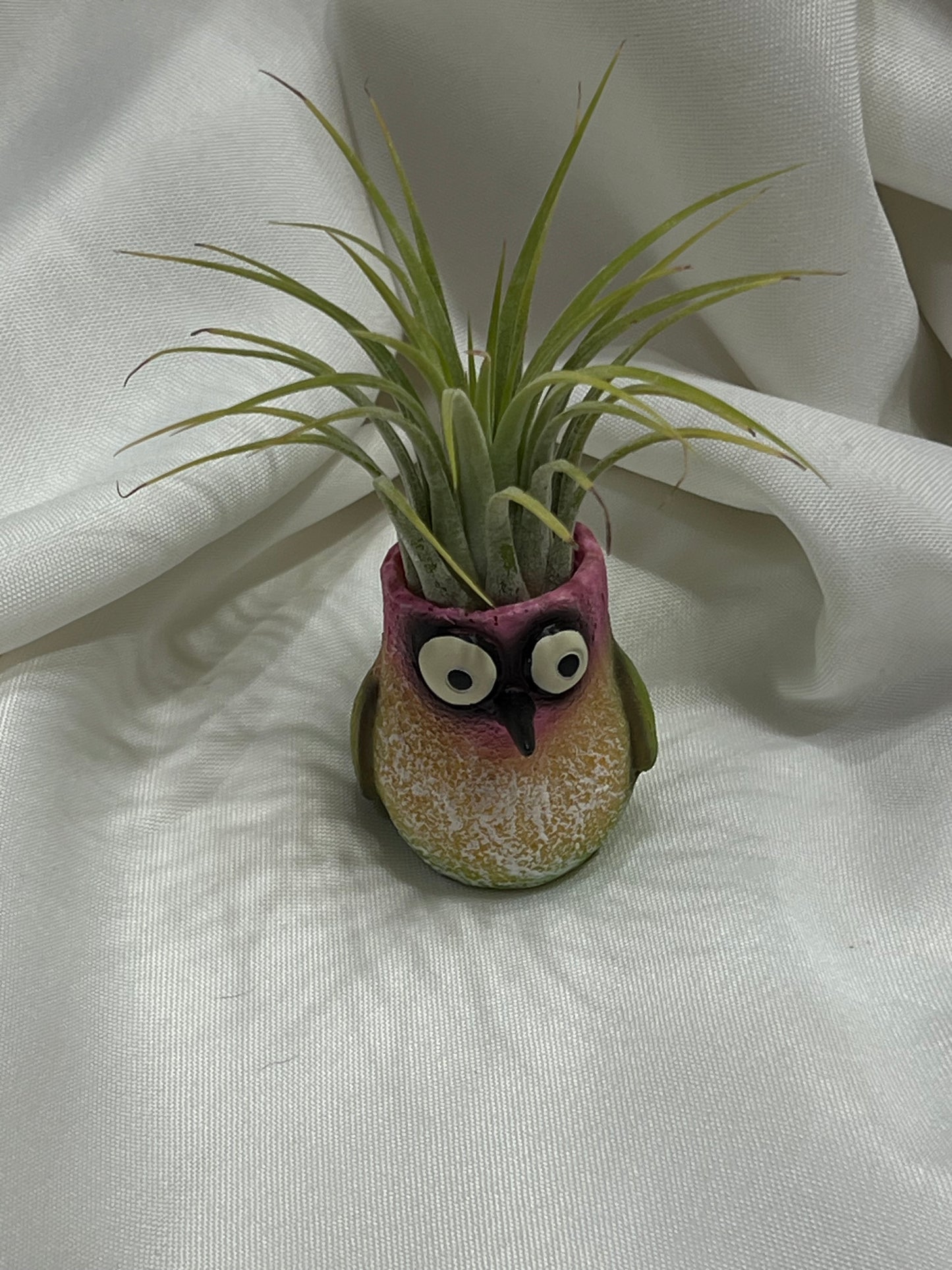 Hummingbird Blobhouse With Air Plant