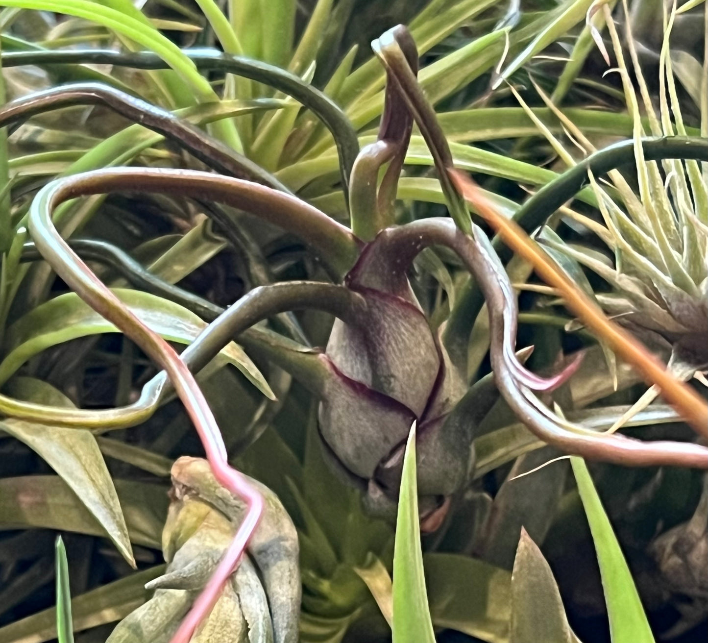 5 Assorted Small and Medium Air Plants