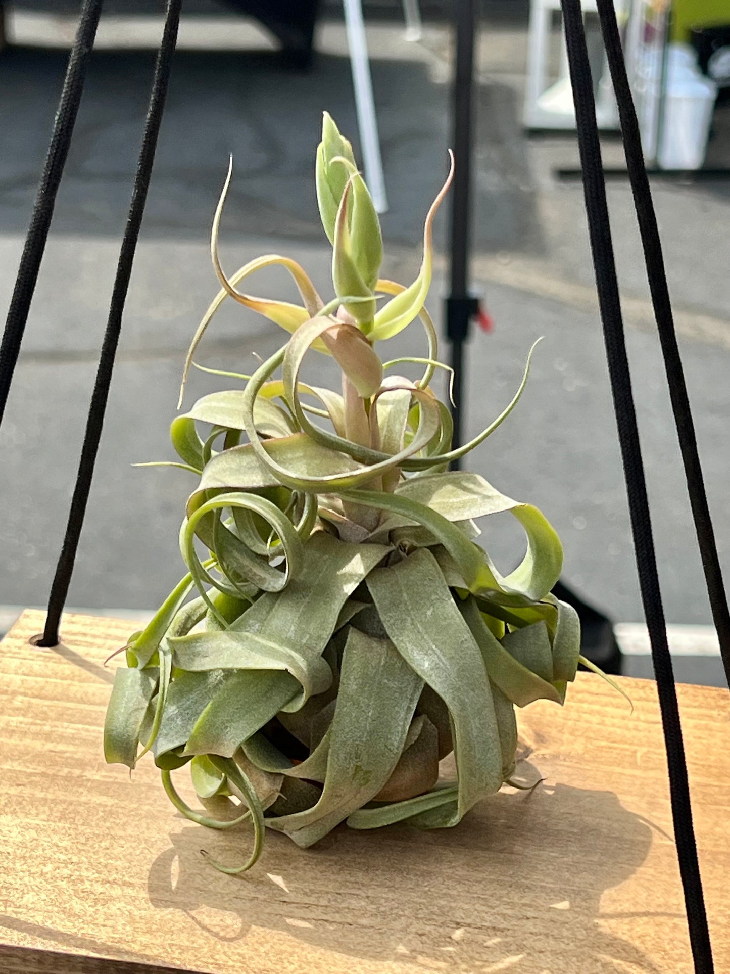 Streptophylla