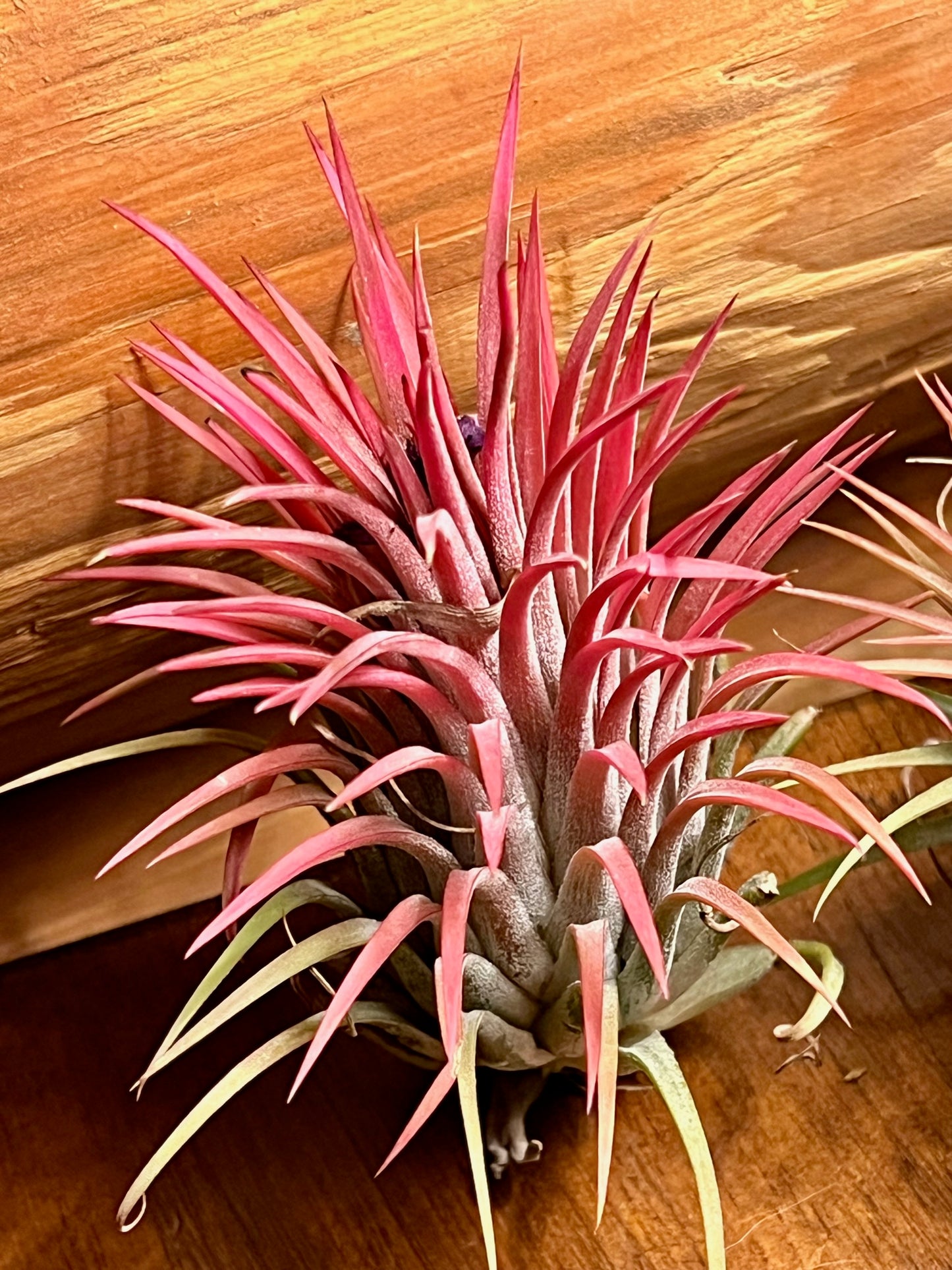 In Bloom/Blush Plants