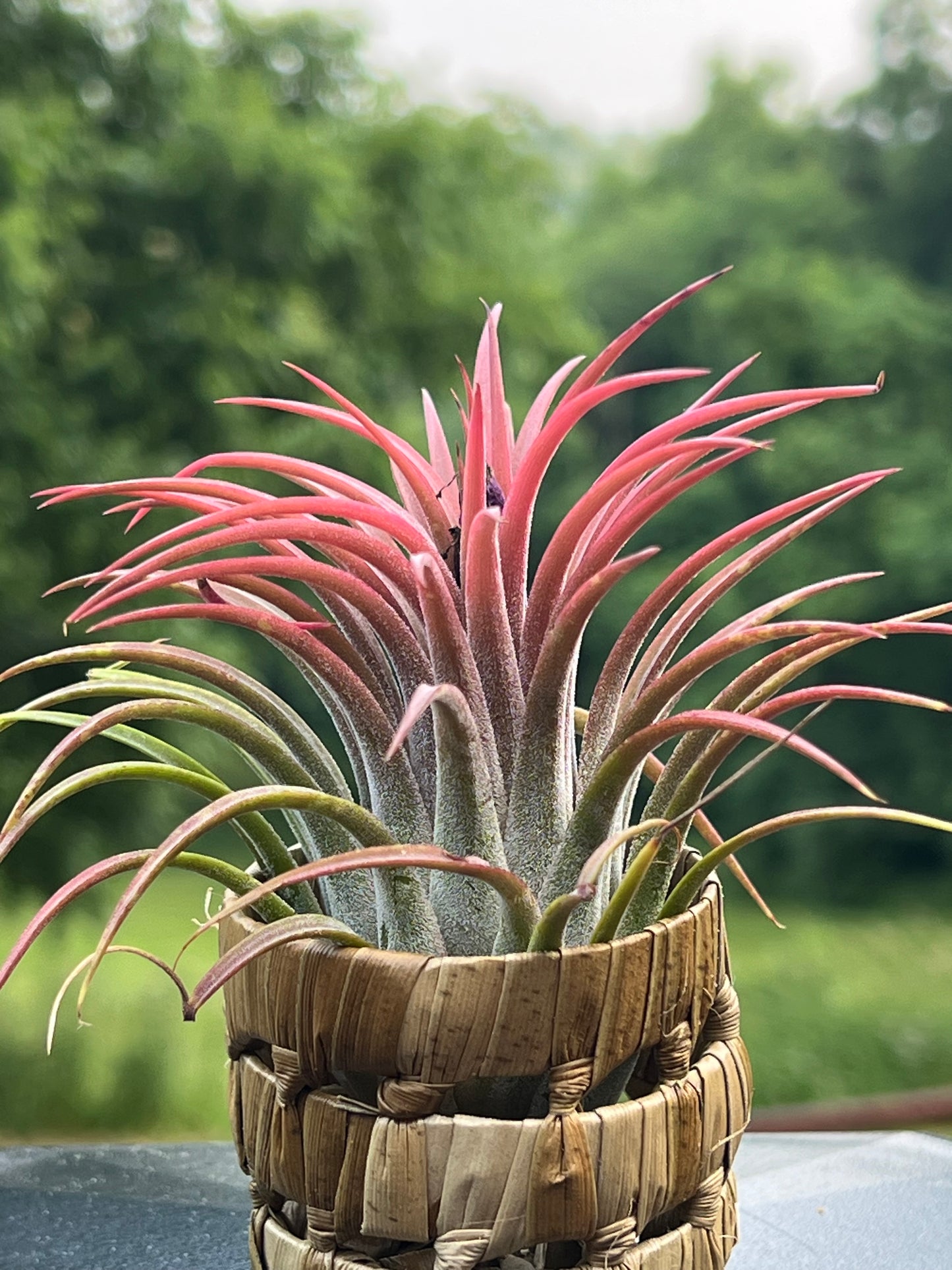 Ionantha