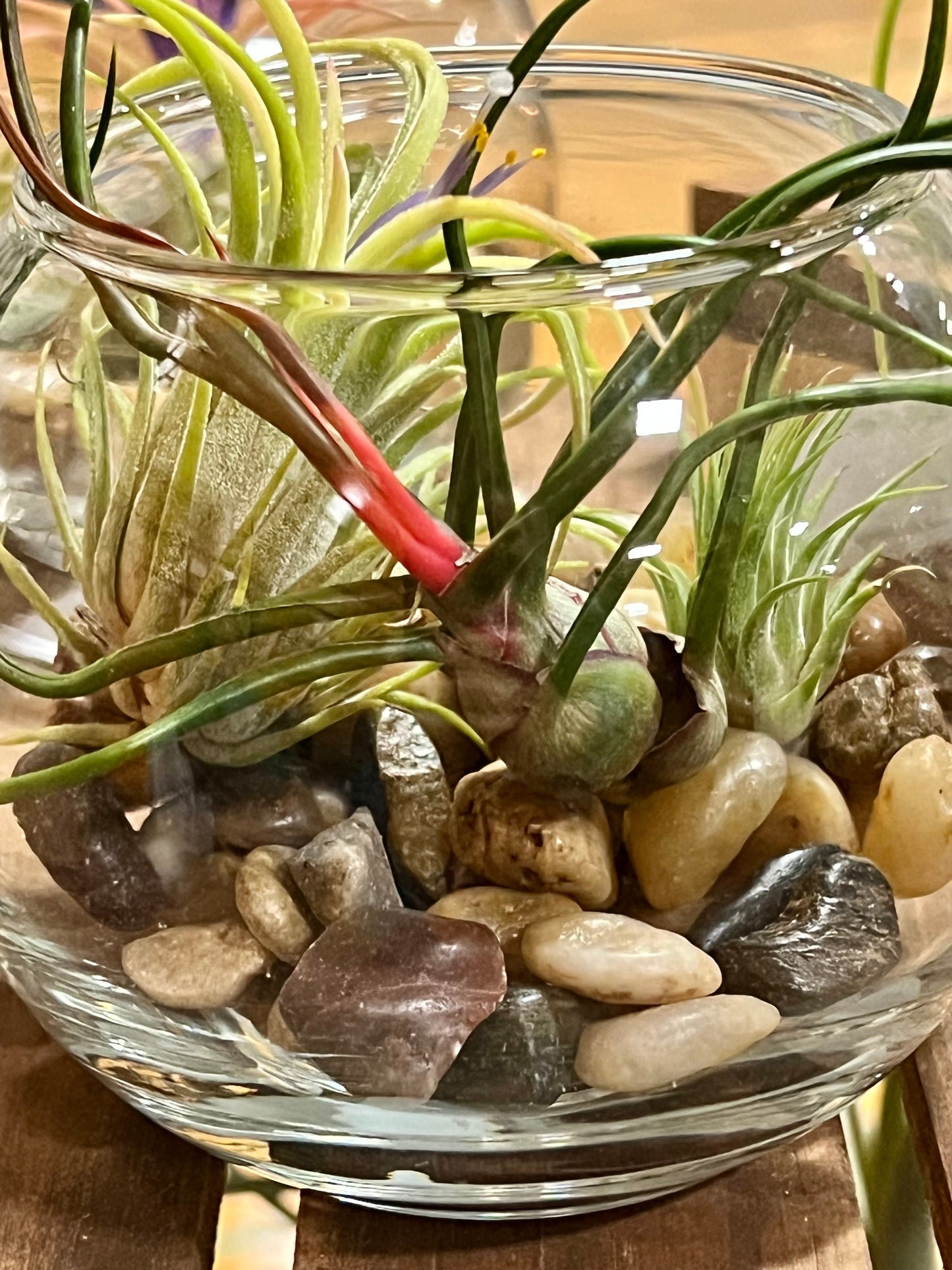 Terrarium Kit