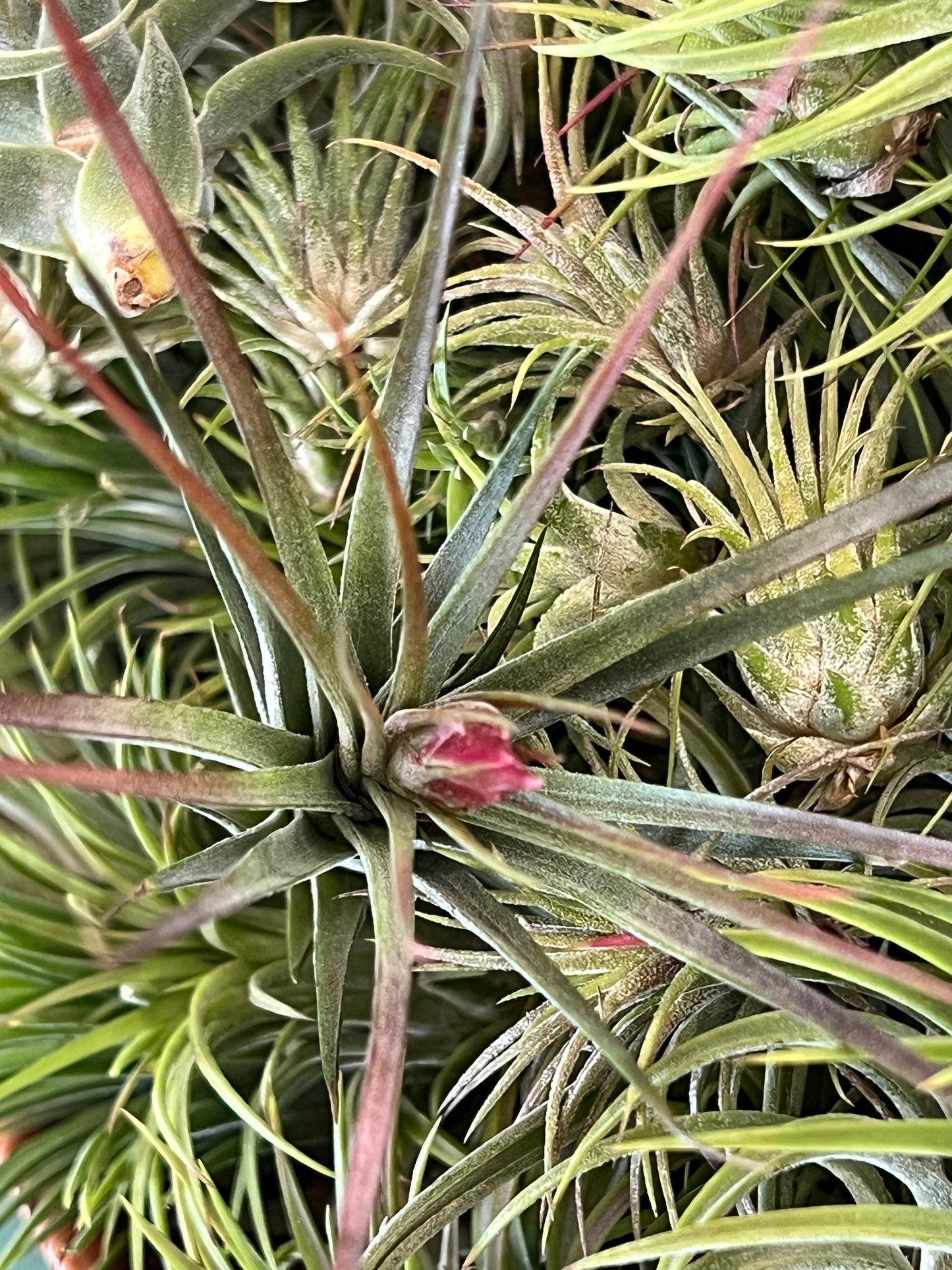 10 Assorted Small and Medium Air Plants