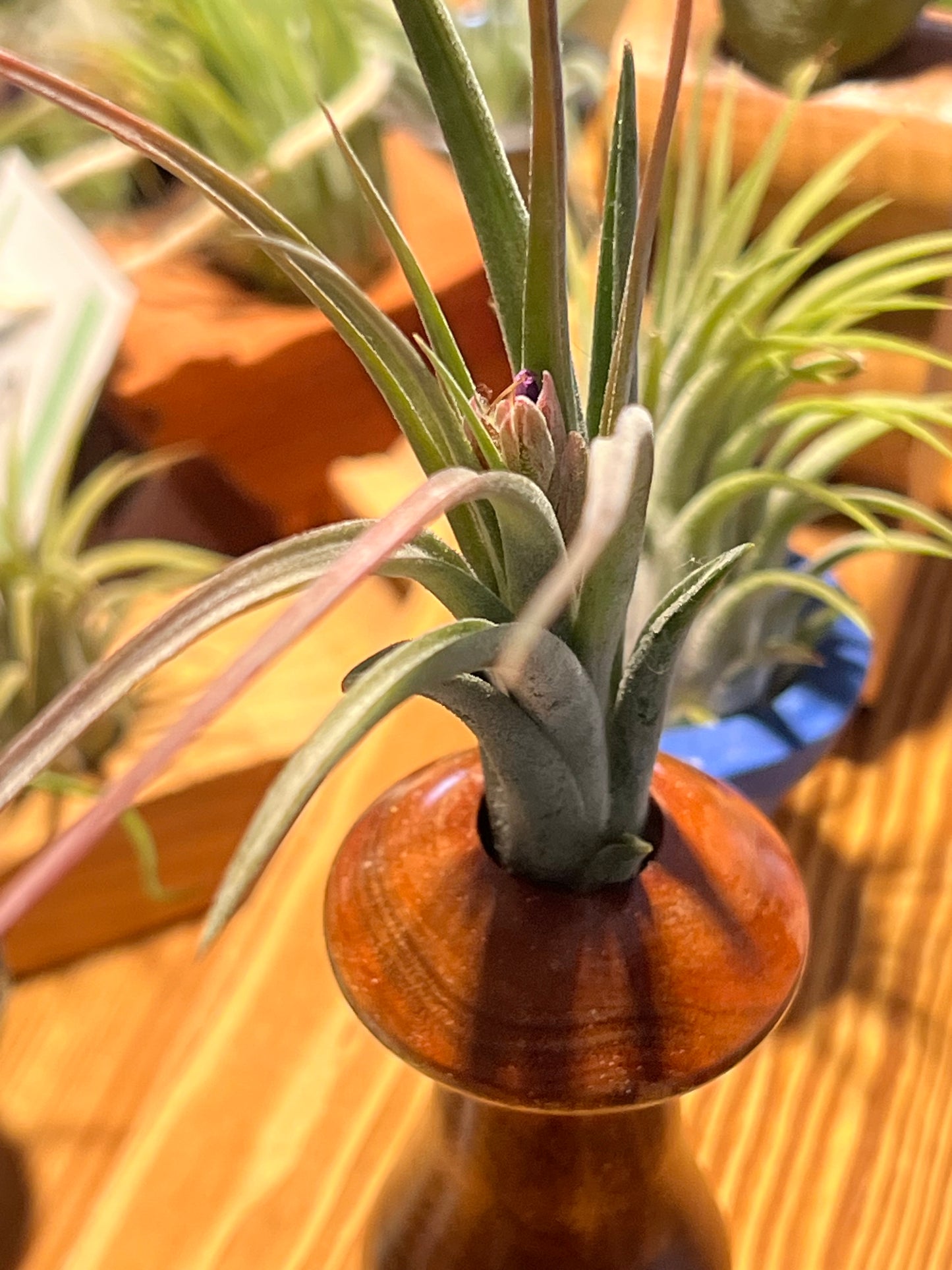 Assorted wood display with air plant
