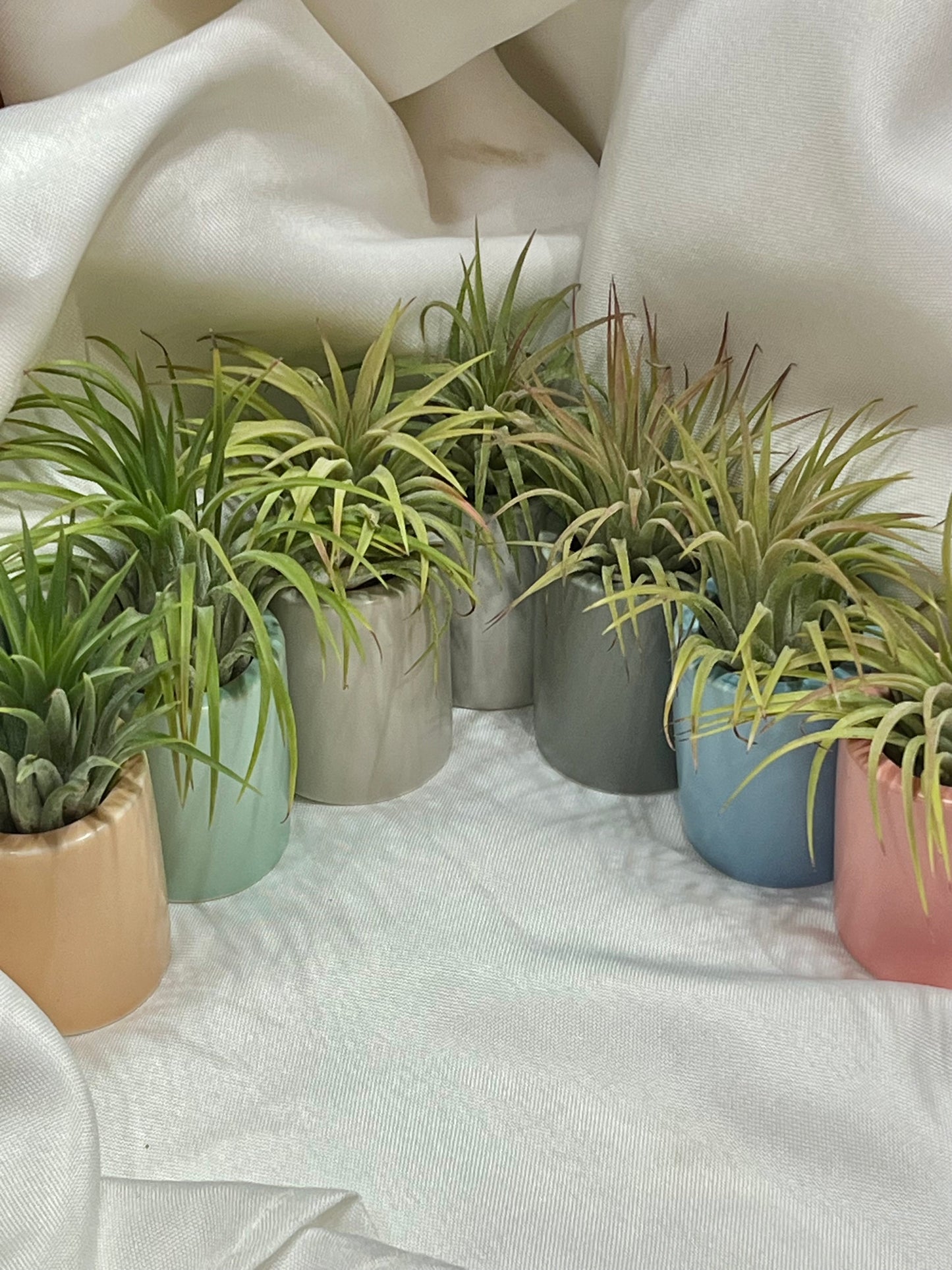 Ceramic Pot with Assorted Air Plant