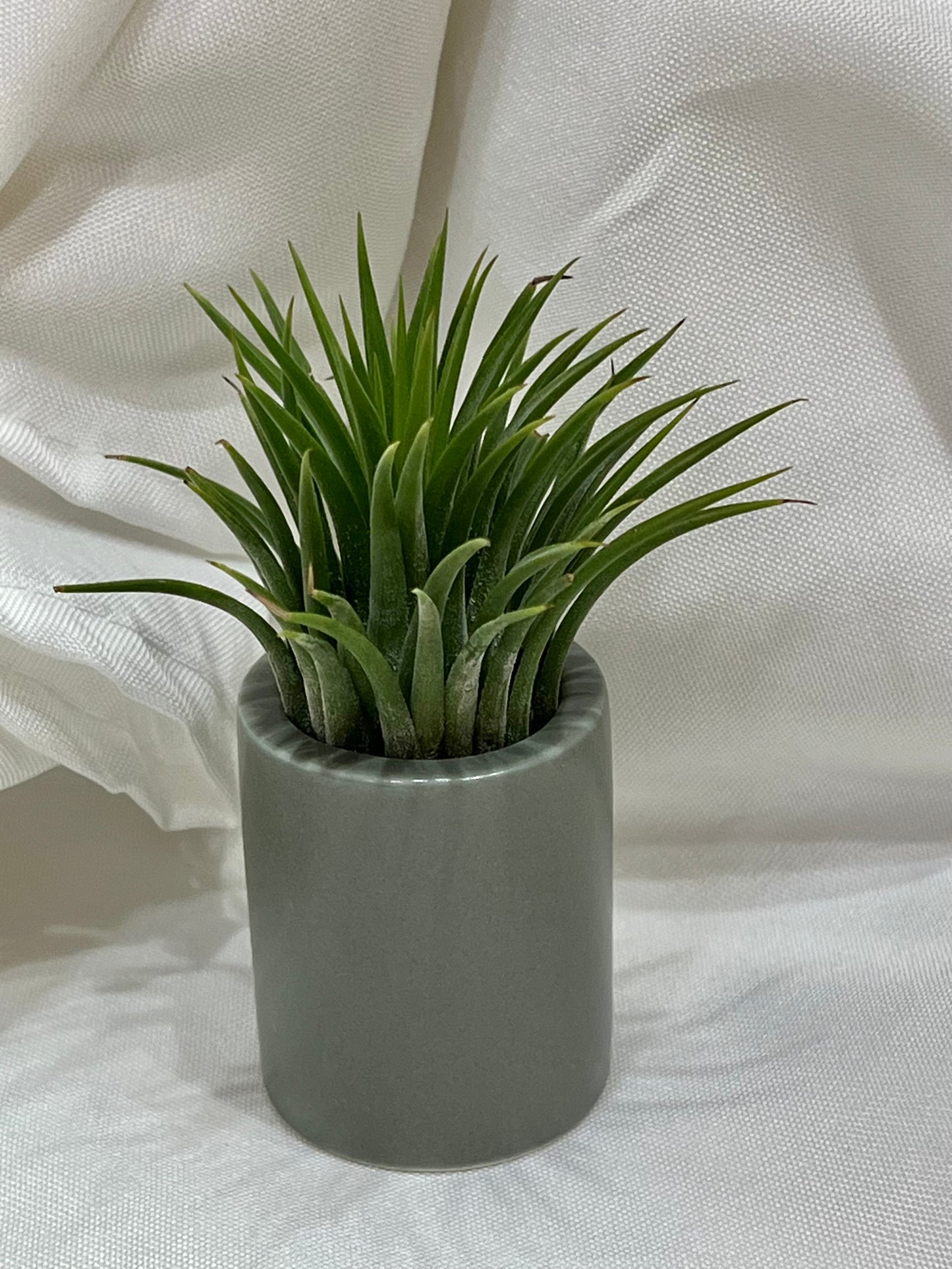 Ceramic Pot with Assorted Air Plant