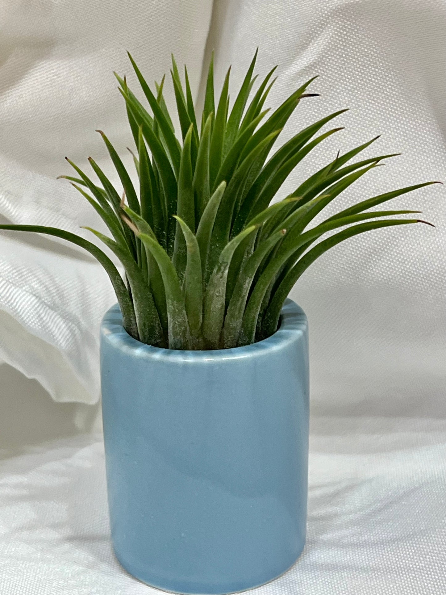 Ceramic Pot with Assorted Air Plant