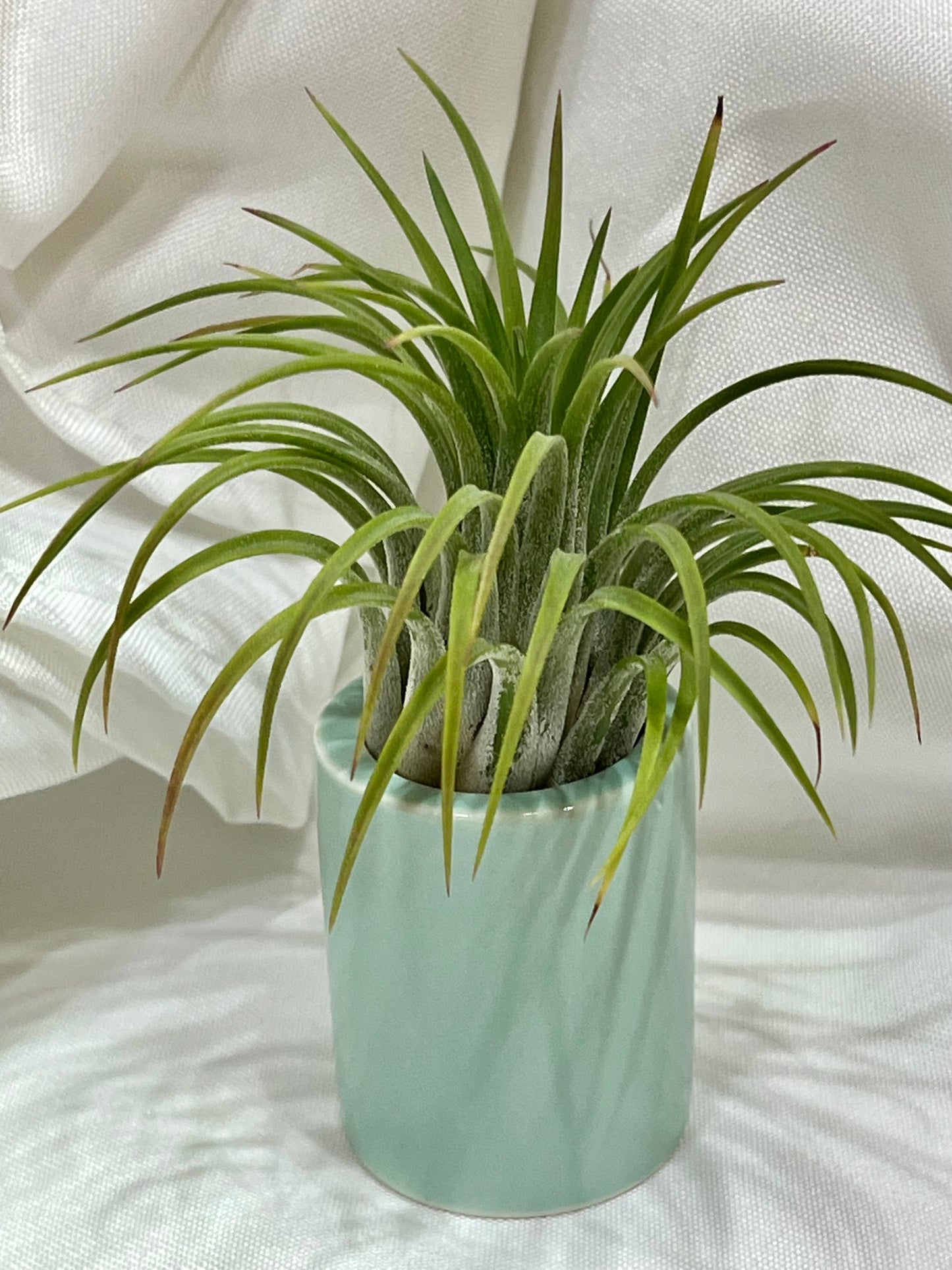 Ceramic Pot with Assorted Air Plant