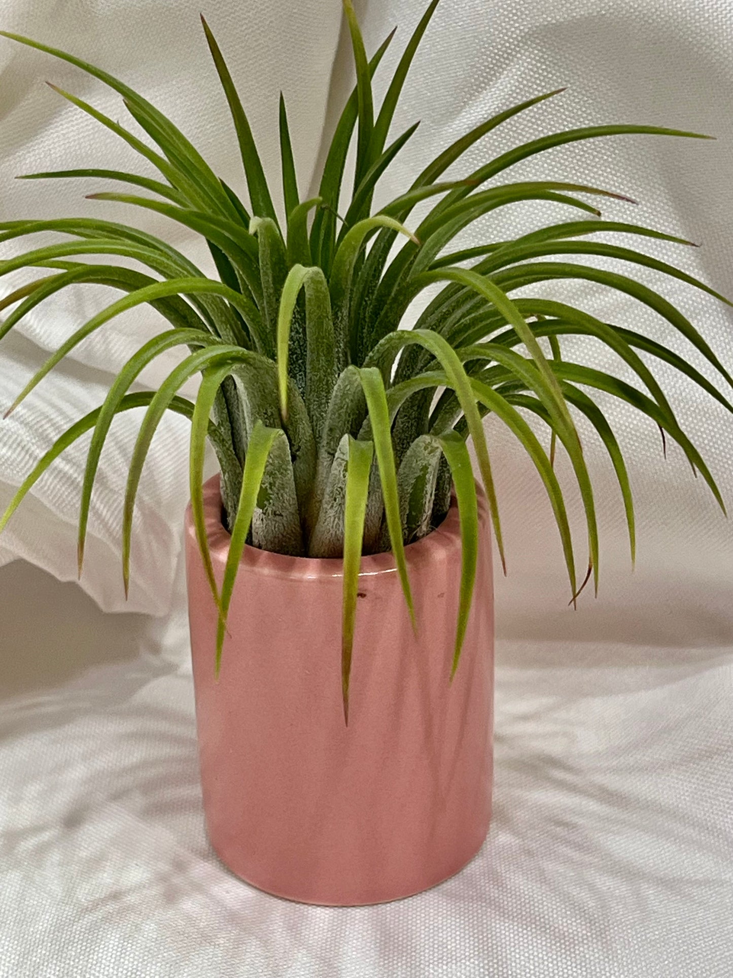 Ceramic Pot with Assorted Air Plant