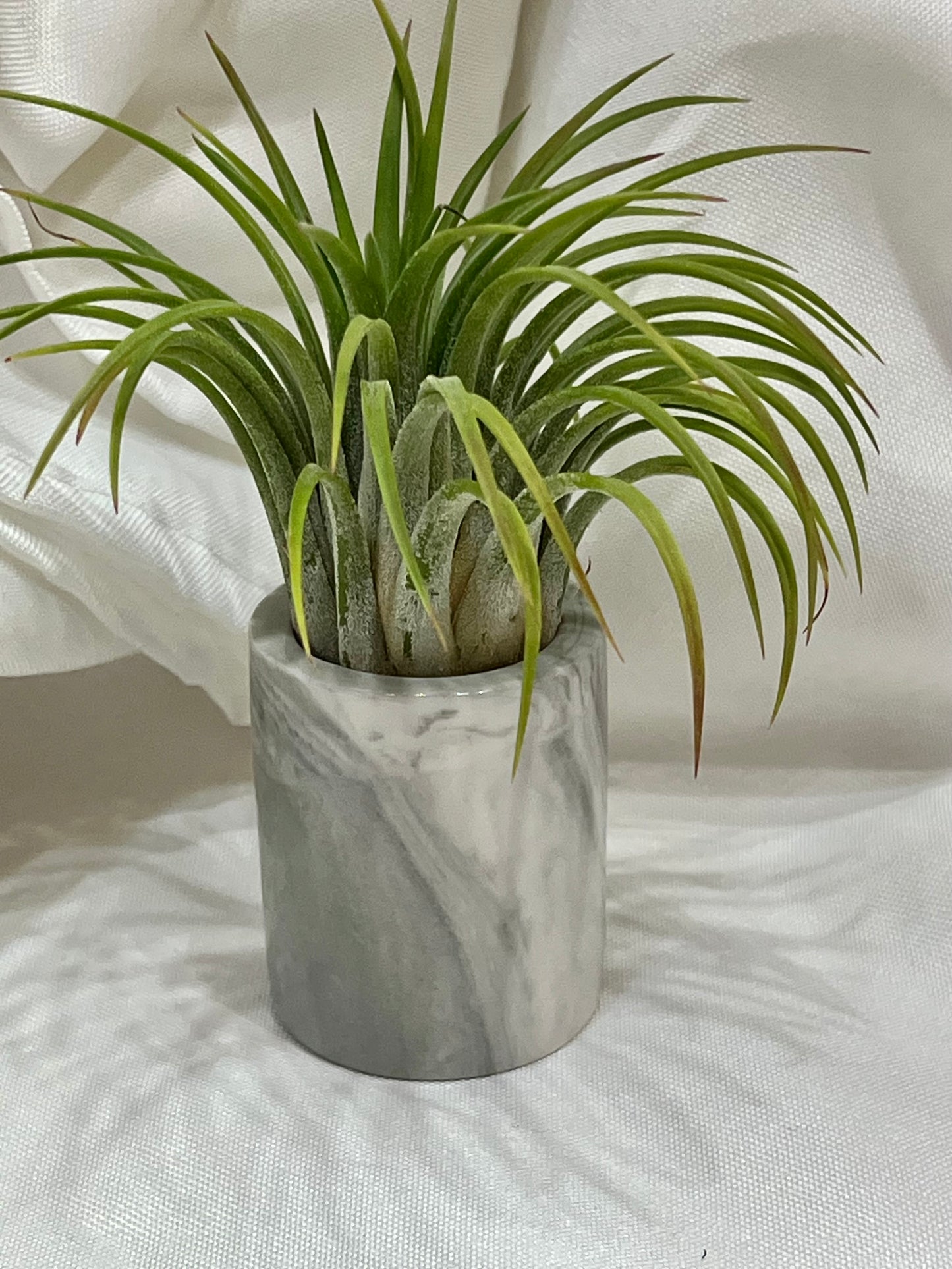 Ceramic Pot with Assorted Air Plant
