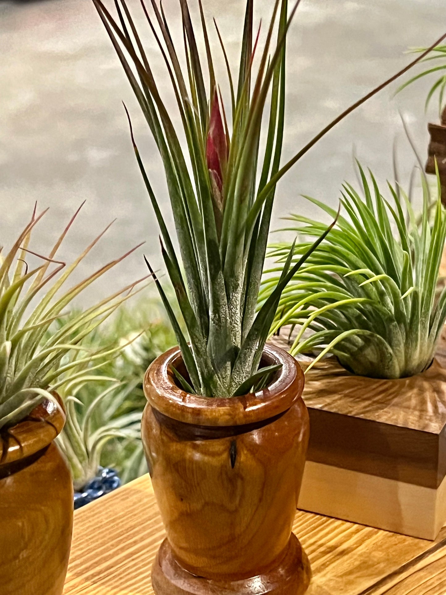 Assorted wood display with air plant