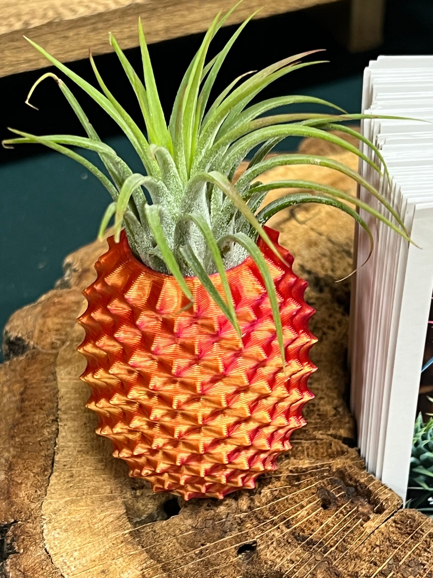 Pineapple Display with Assorted Air Plant