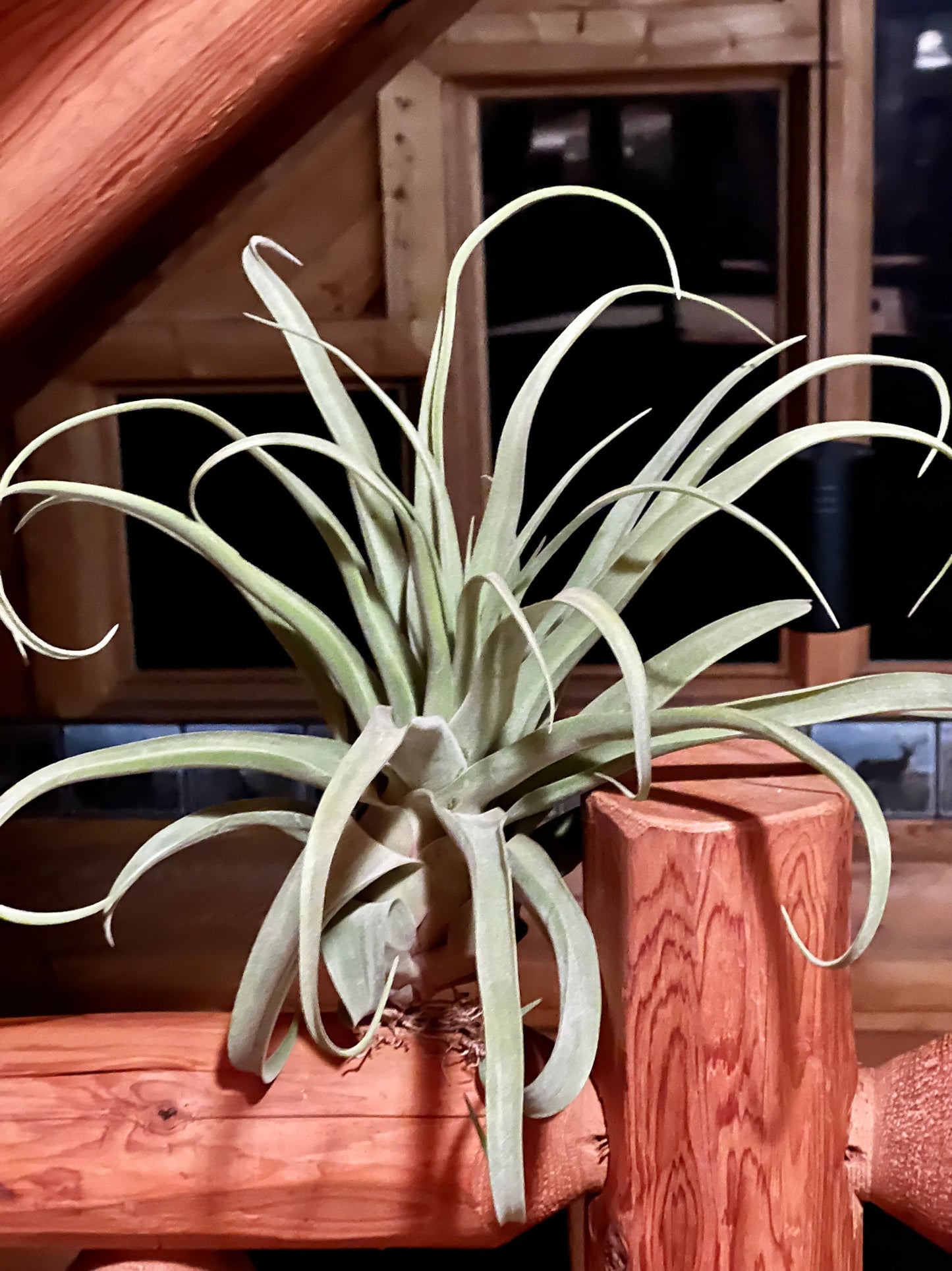 Streptophylla