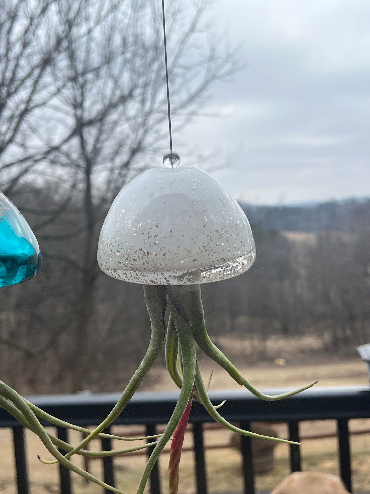 Jellyfish Hand Blown Art Glass Air Plant Holder With Assorted Air Plant