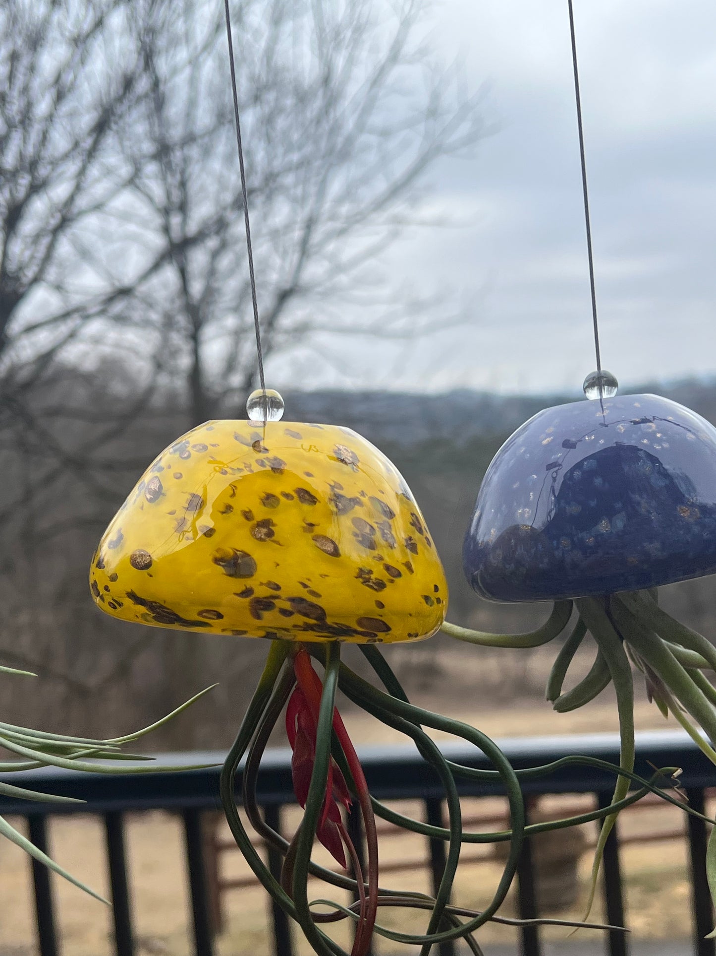 Jellyfish Hand Blown Art Glass Air Plant Holder With Assorted Air Plant