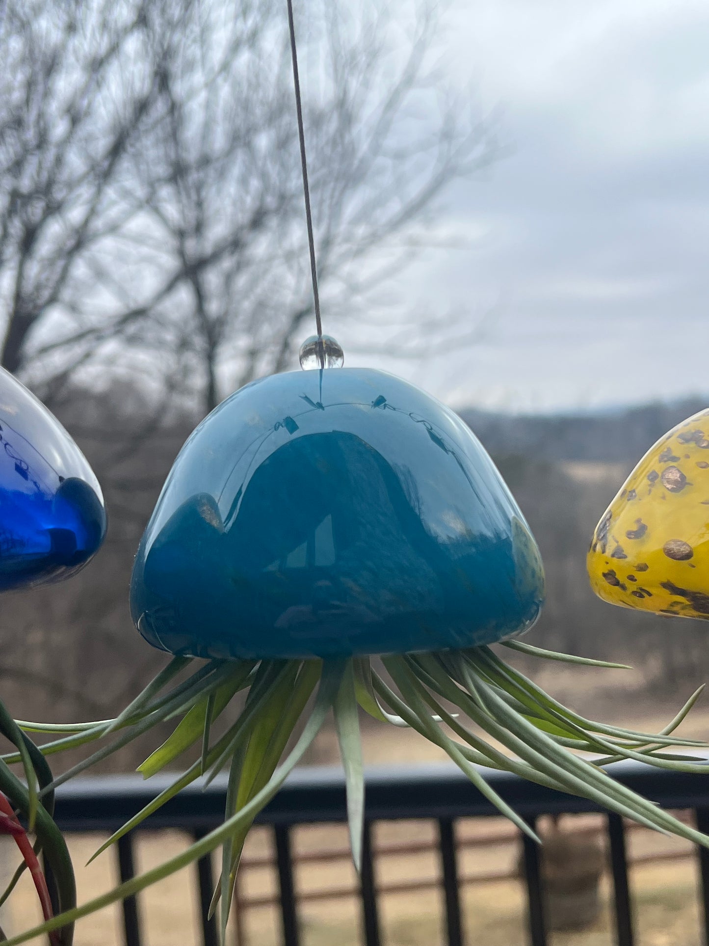 Jellyfish Hand Blown Art Glass Air Plant Holder With Assorted Air Plant