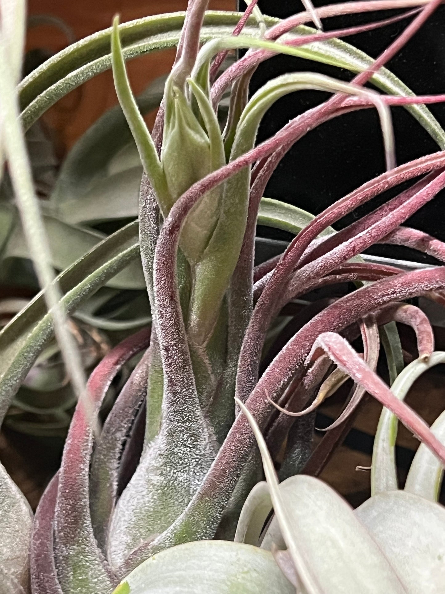 Seleriana