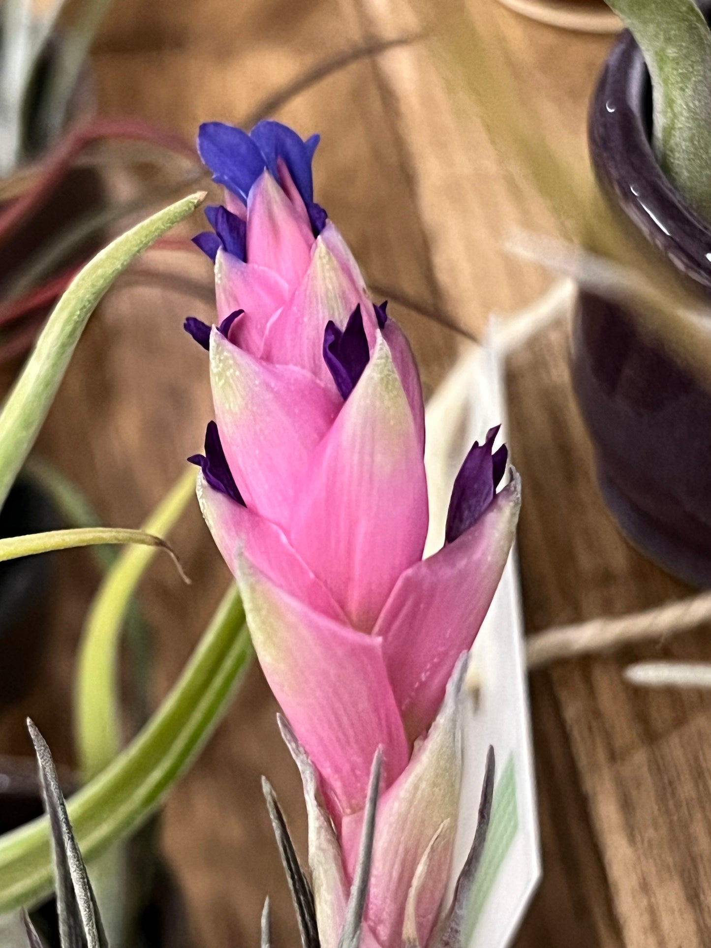 In Bloom/Blush Plants