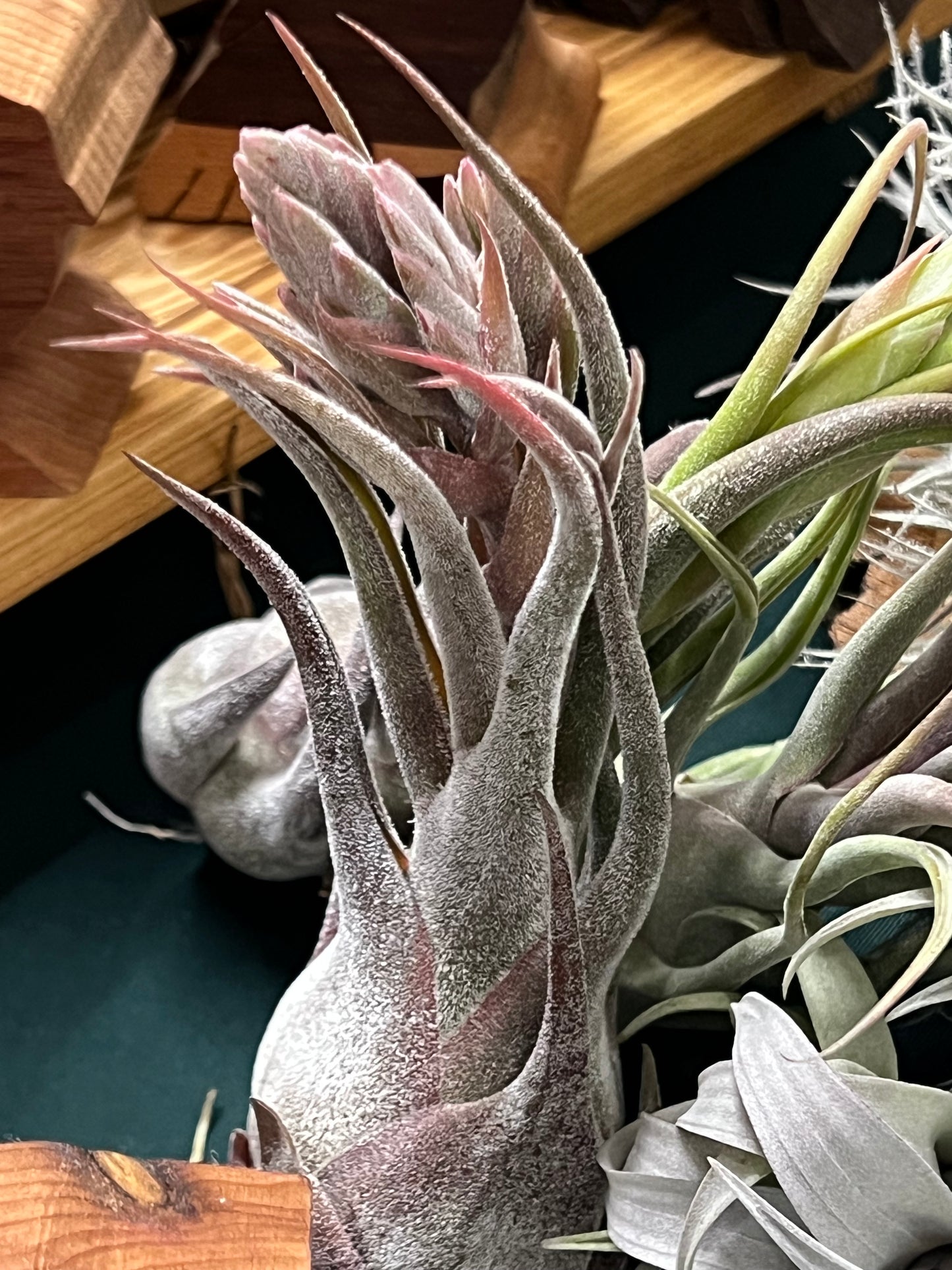 In Bloom/Blush Plants