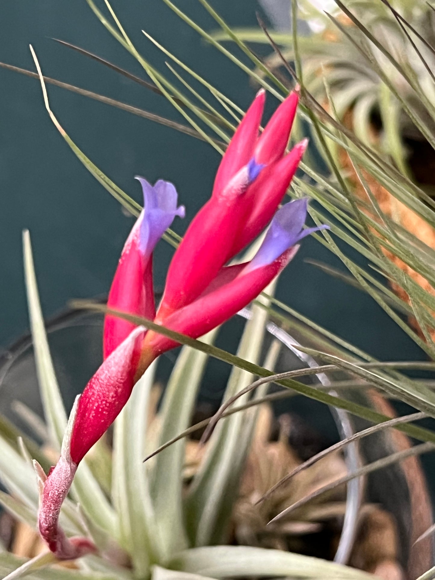In Bloom/Blush Plants