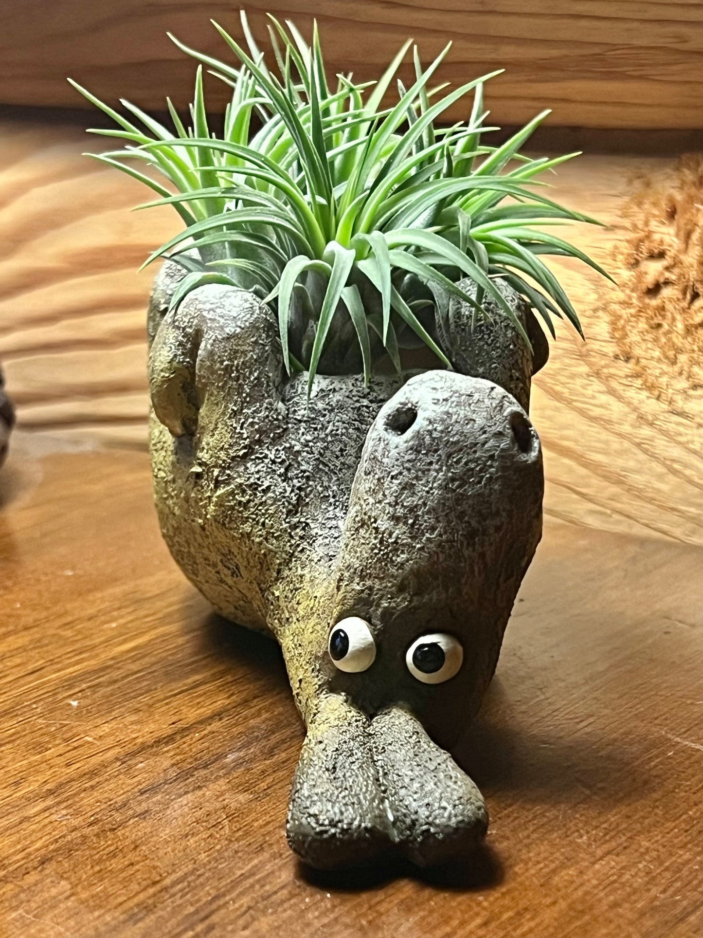 Chester, the Donkey Blobhouse Planter (Laying down) With Assorted Air Plant