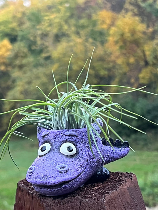 Flicker the Baby Dragon Blobhouse Planter With Assorted Air Plant