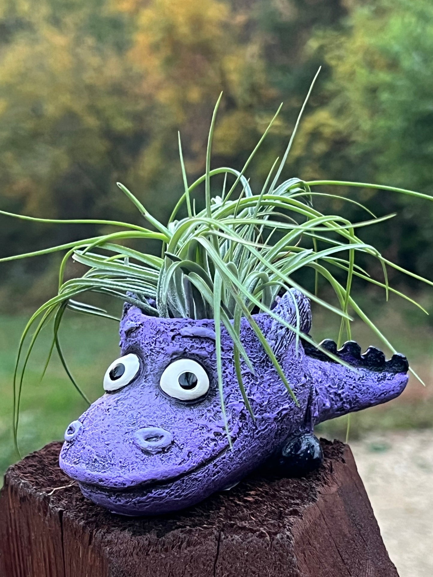 Flicker the Baby Dragon Blobhouse Planter With Assorted Air Plant