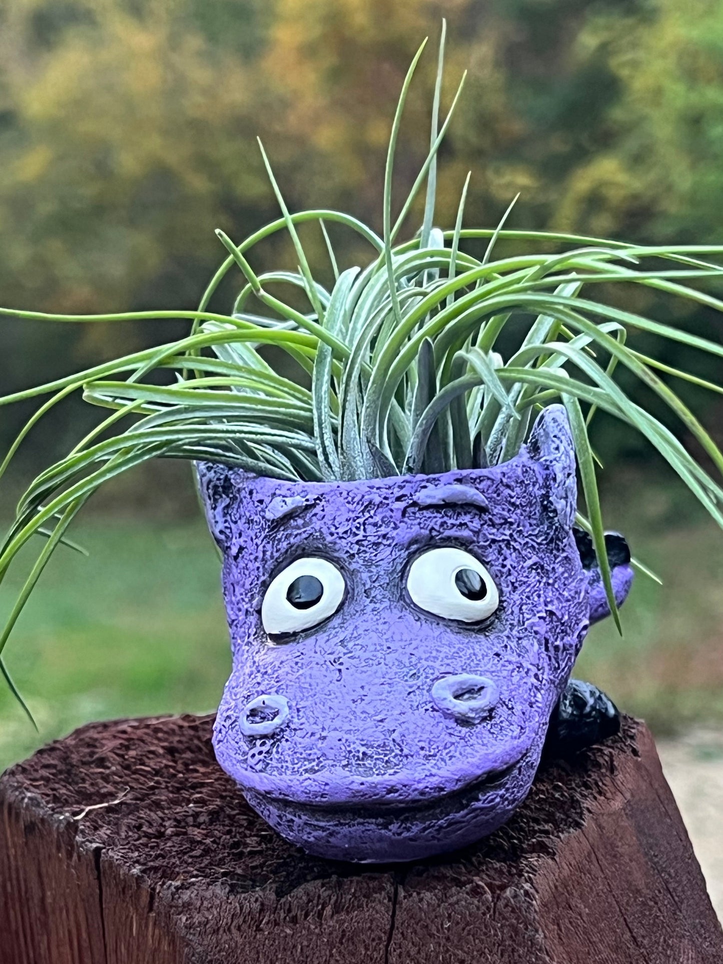 Flicker the Baby Dragon Blobhouse Planter With Assorted Air Plant
