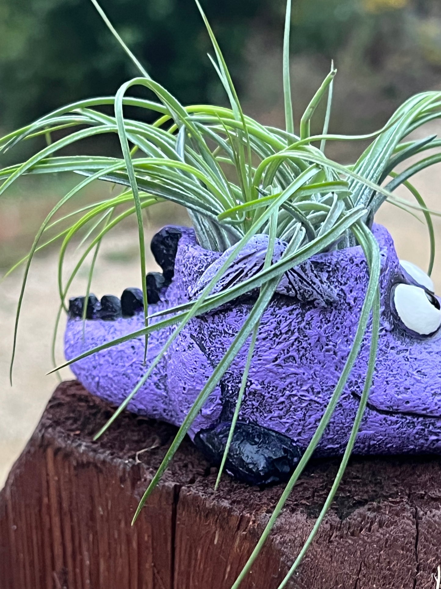 Flicker the Baby Dragon Blobhouse Planter With Assorted Air Plant