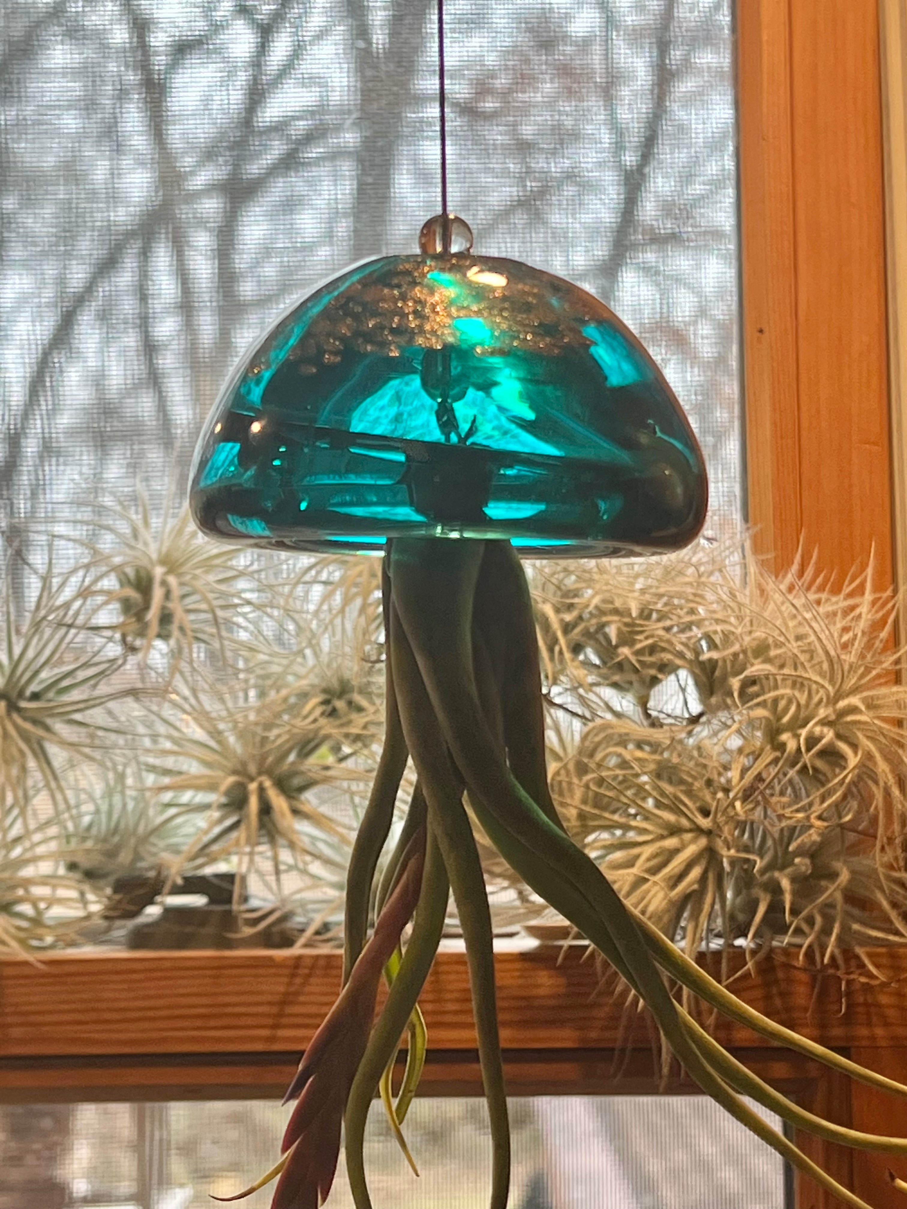 air plants jellyfish Jellyfish Hand Blown Art Glass Air Plant Holder With Assorted Air Plan – Valley View Ridge