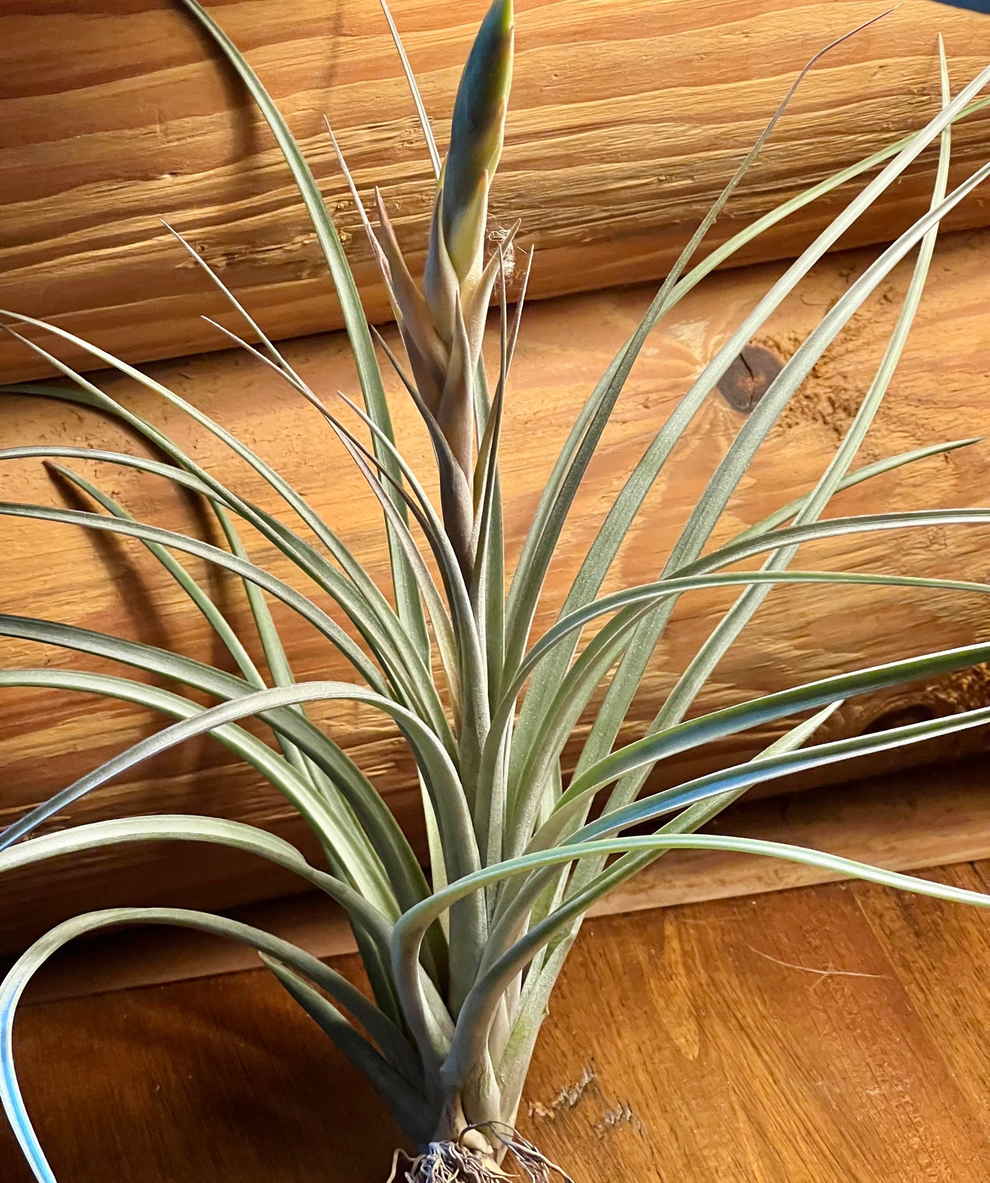 Rare Zacapanensis