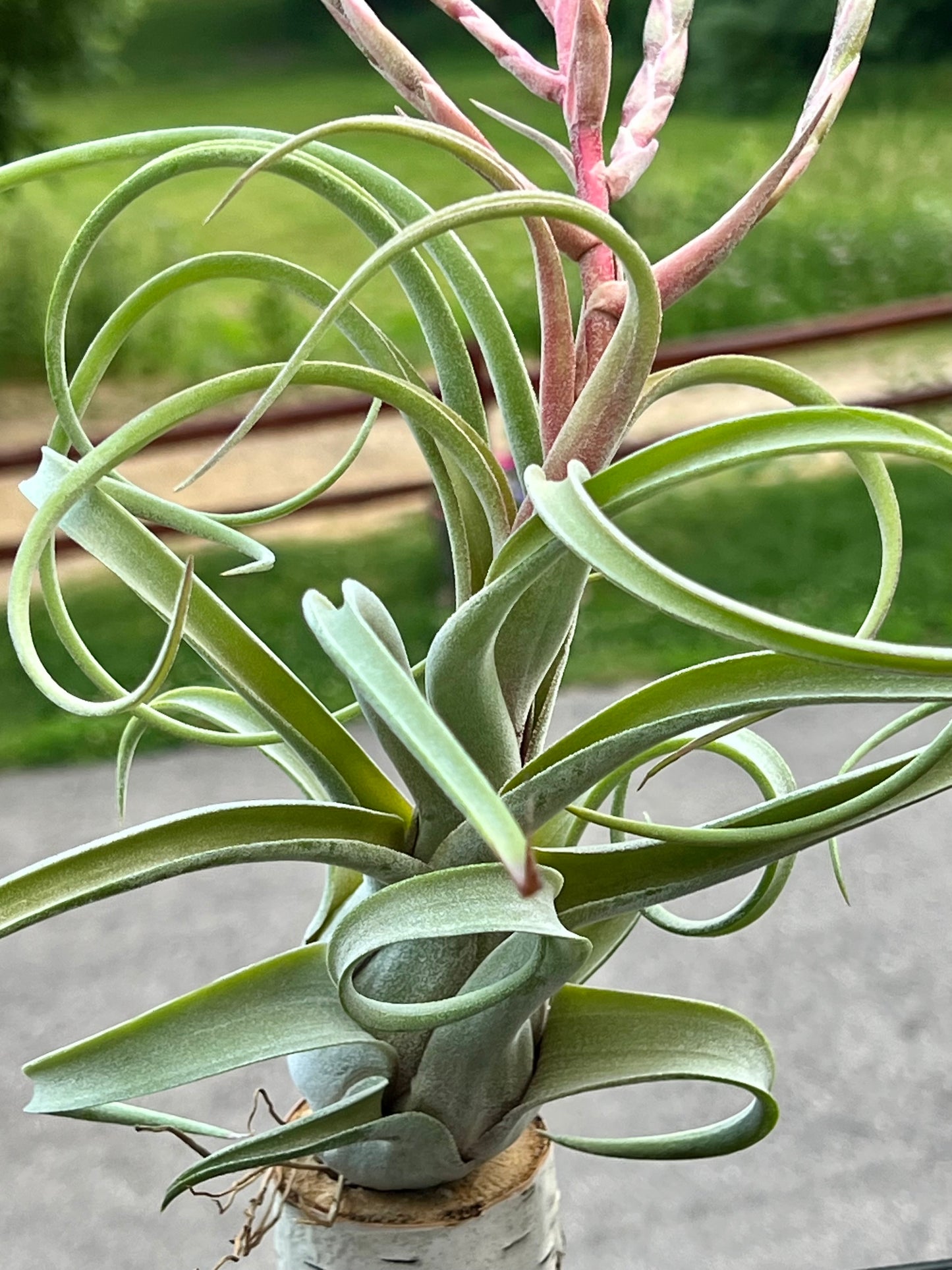Long John Air Plant