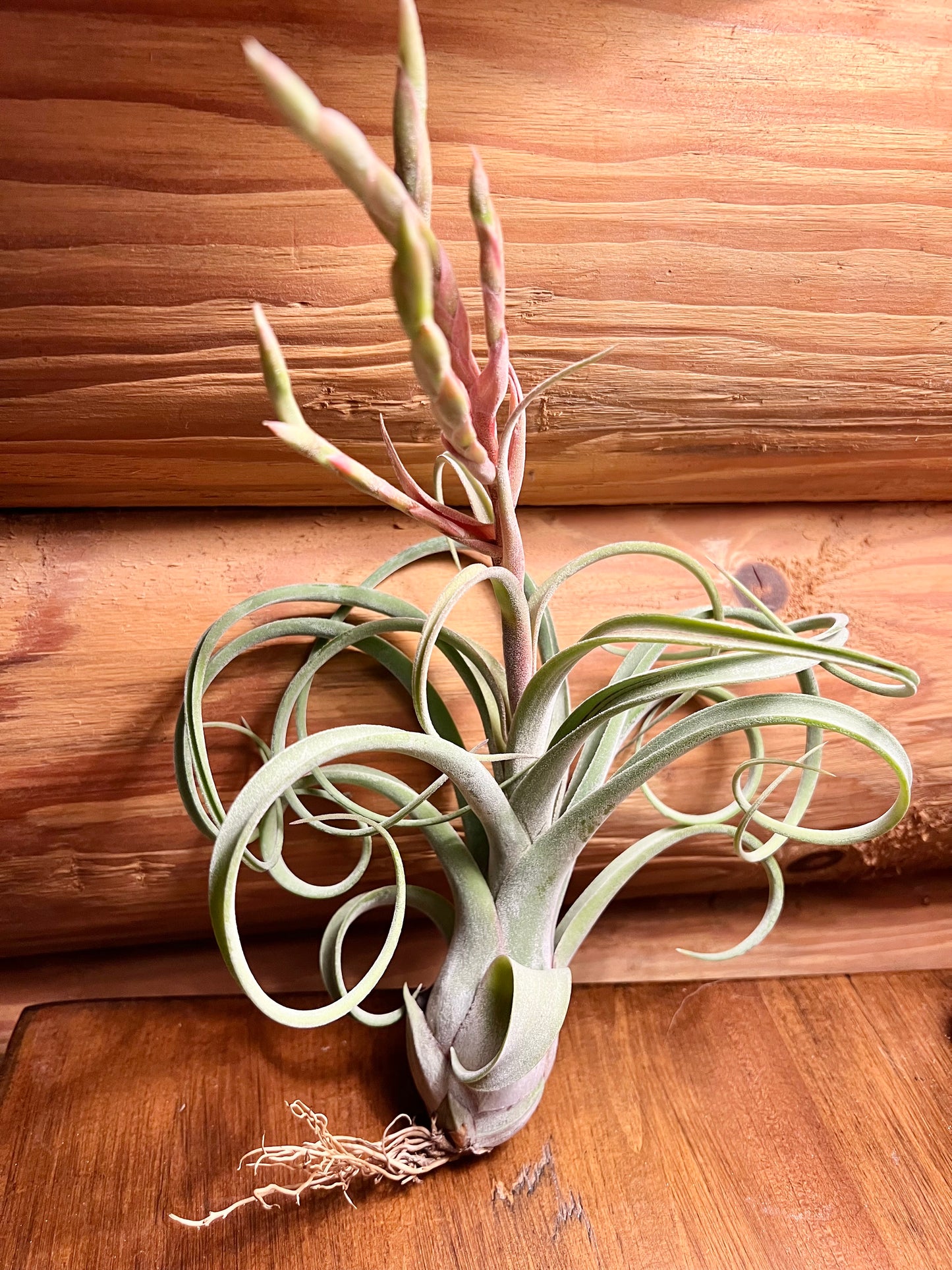 Long John Air Plant