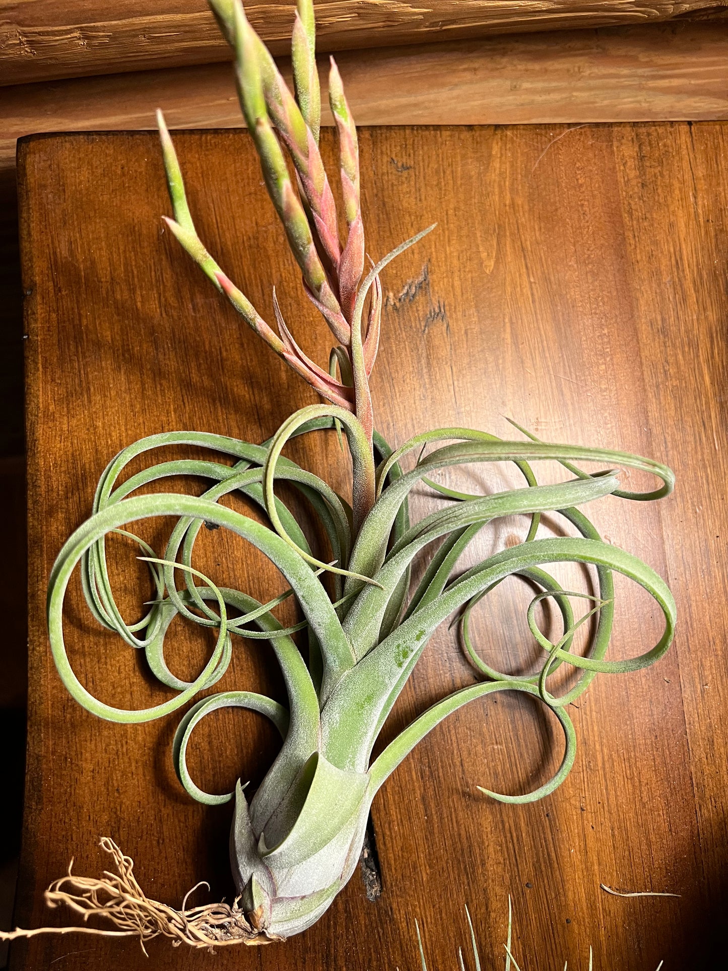Long John Air Plant