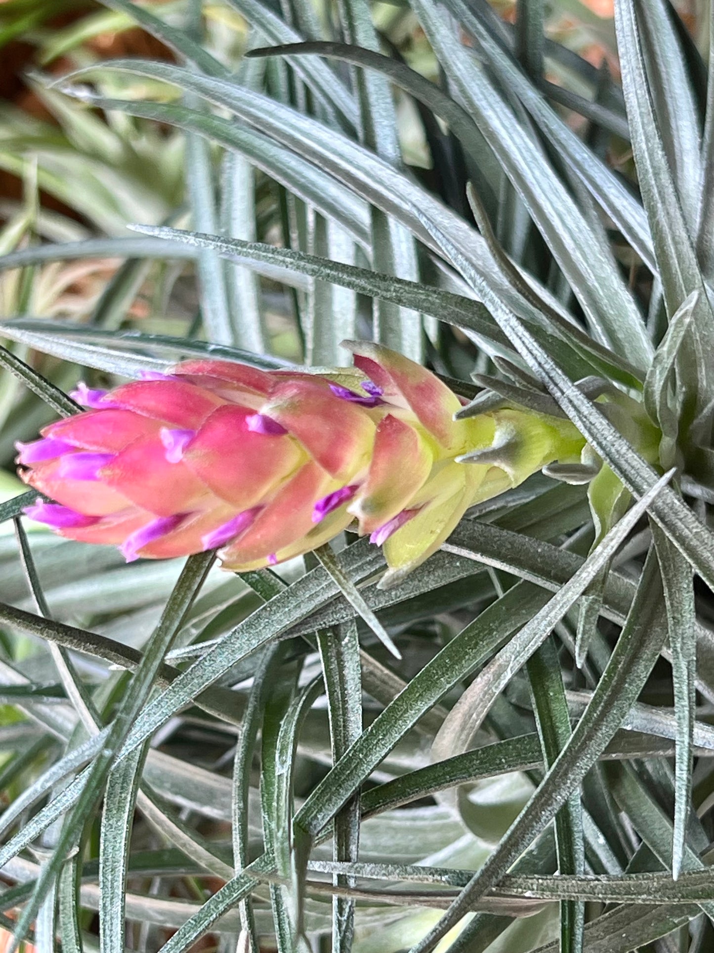 Stricta