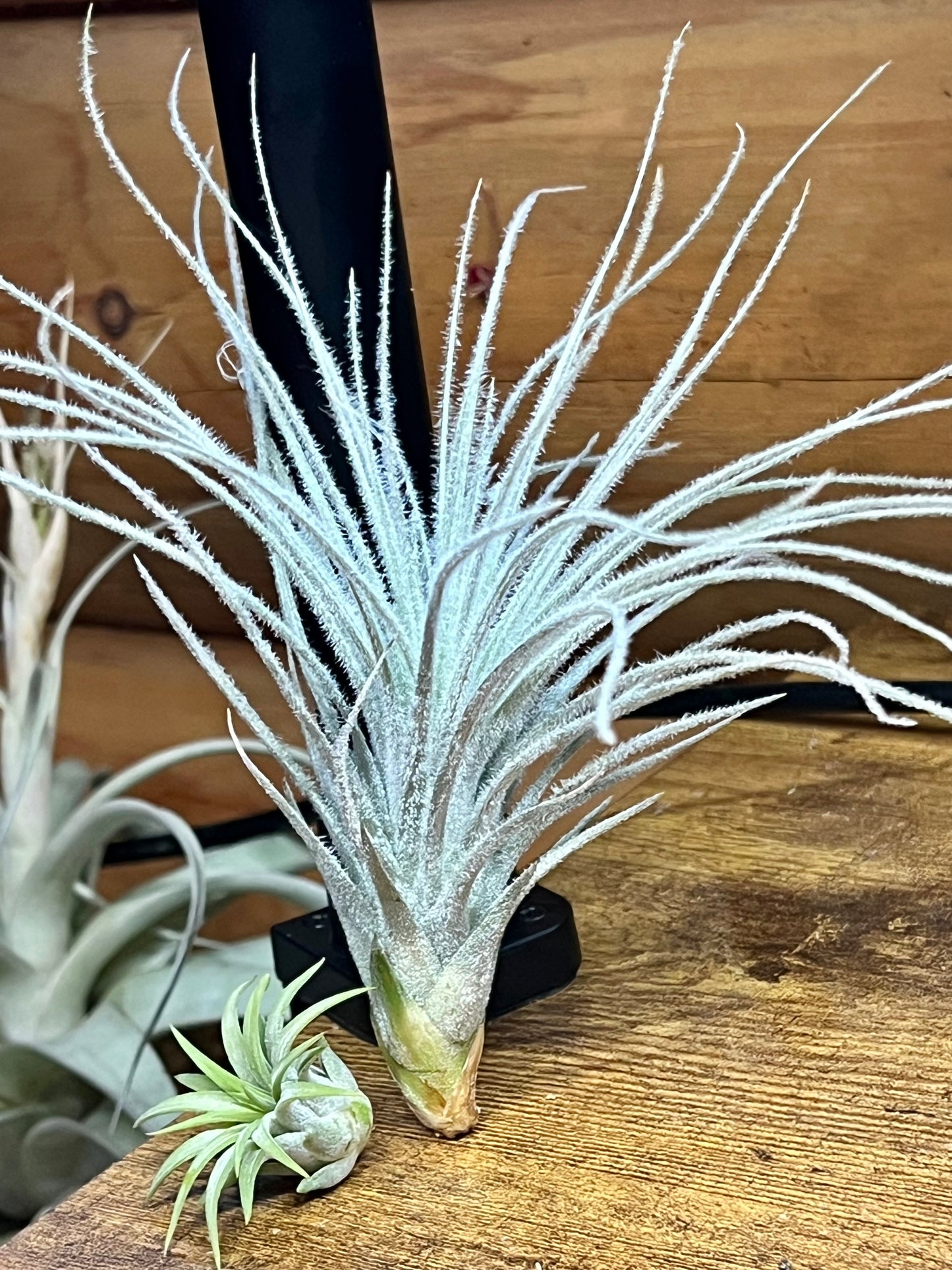 Tectorum Peru Air Plant