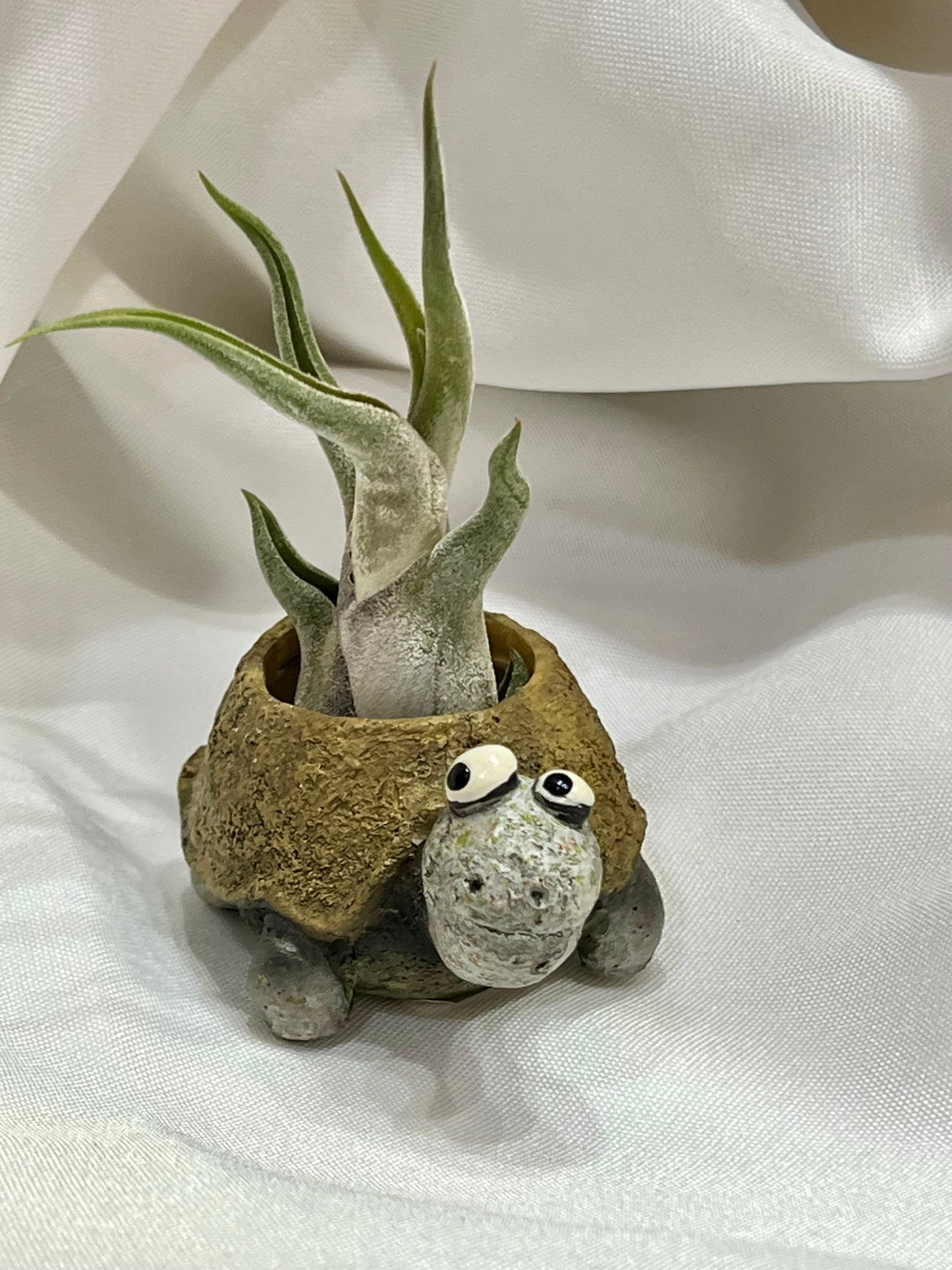 Tortoise Blob House With Air Plant