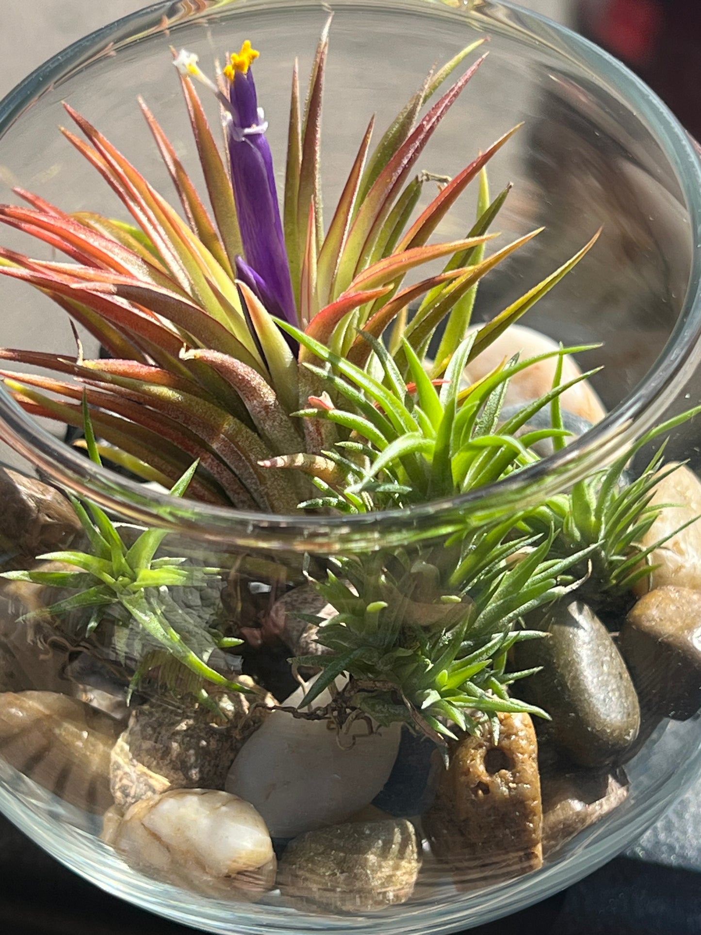 Terrarium Kit
