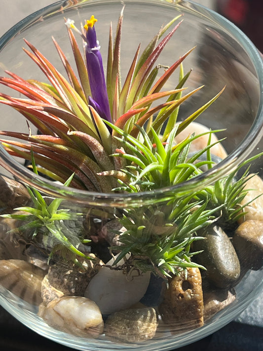 Terrarium Kit