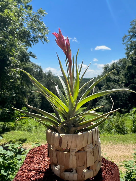 Aeranthos Air Plant
