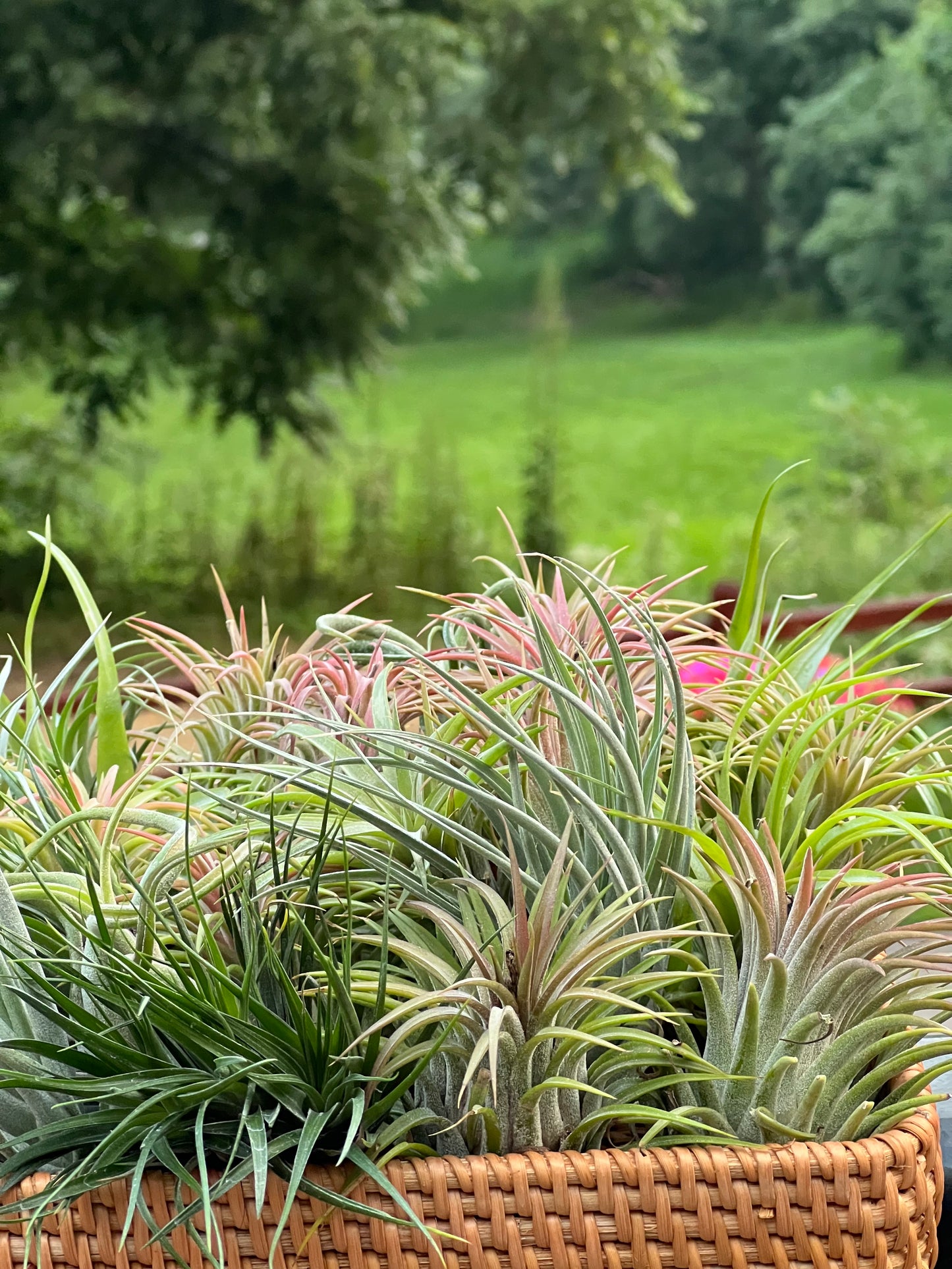 Custom Pick-up Order