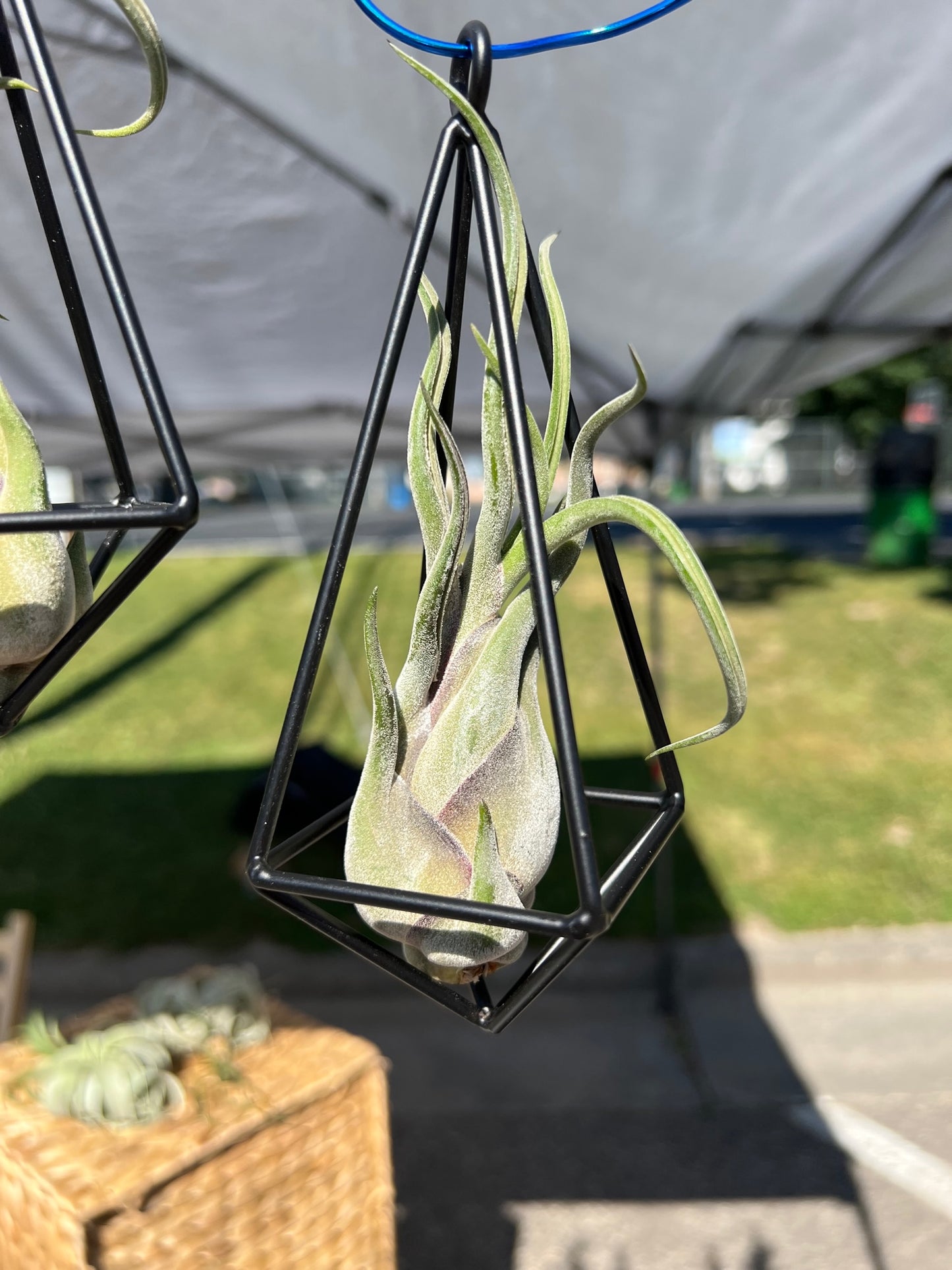 Hanging Metal Pendant with Assorted Air Plant
