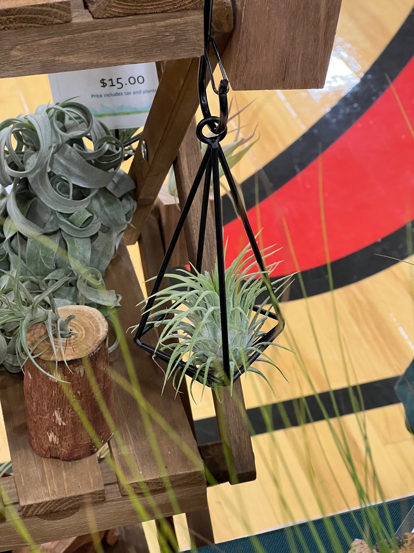 Hanging Metal Pendant with Assorted Air Plant